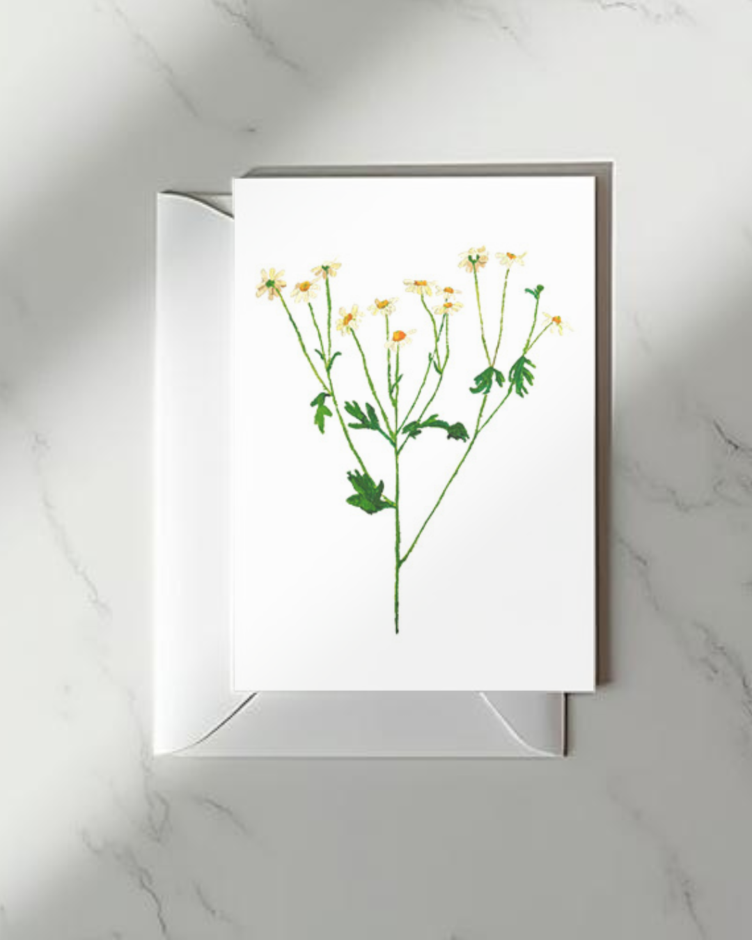 Chamomile Greeting Card