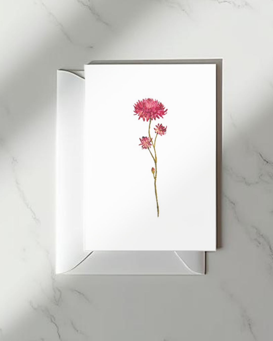 Xerochrysum Bracteatum Greeting Card