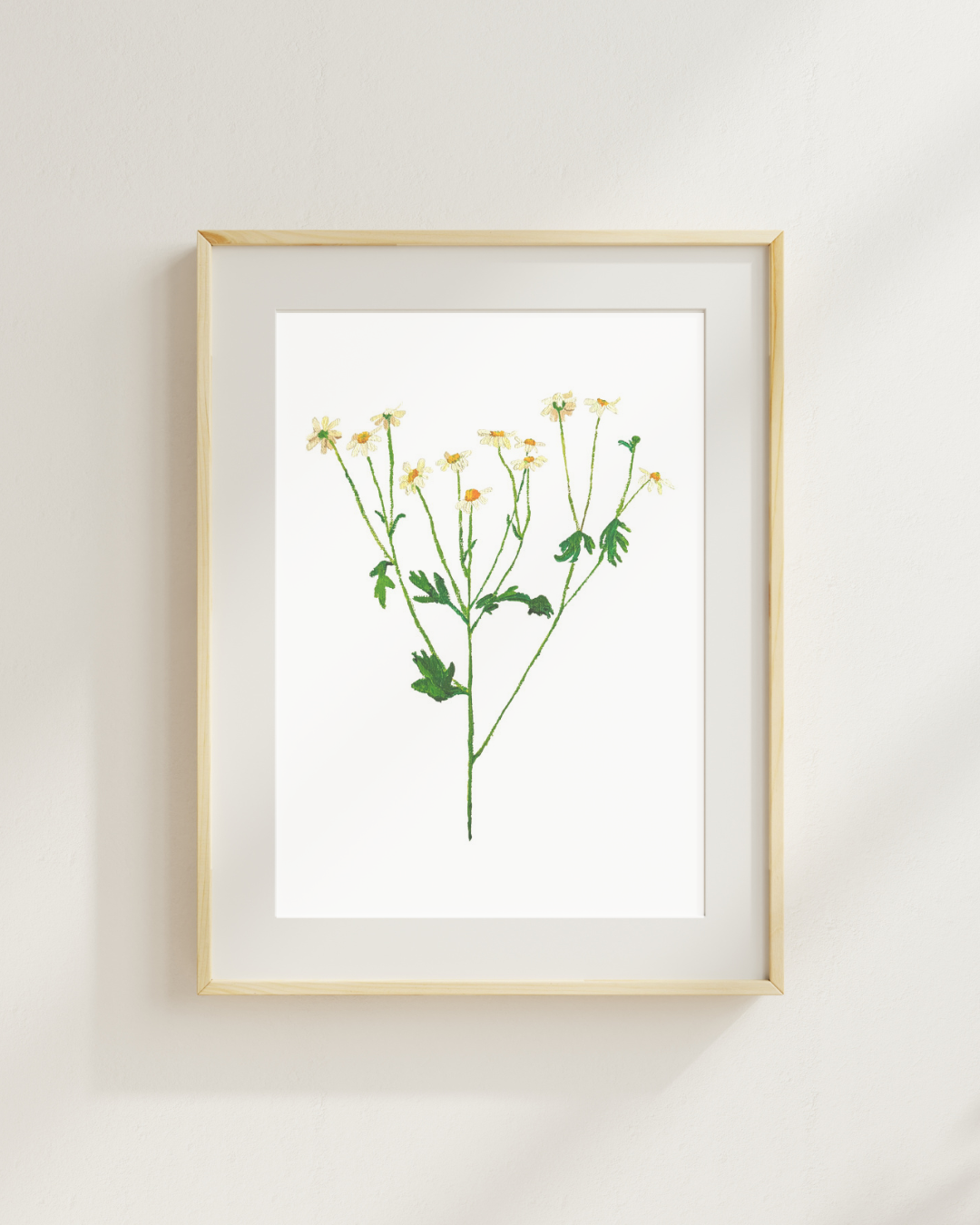 Chamomile Print