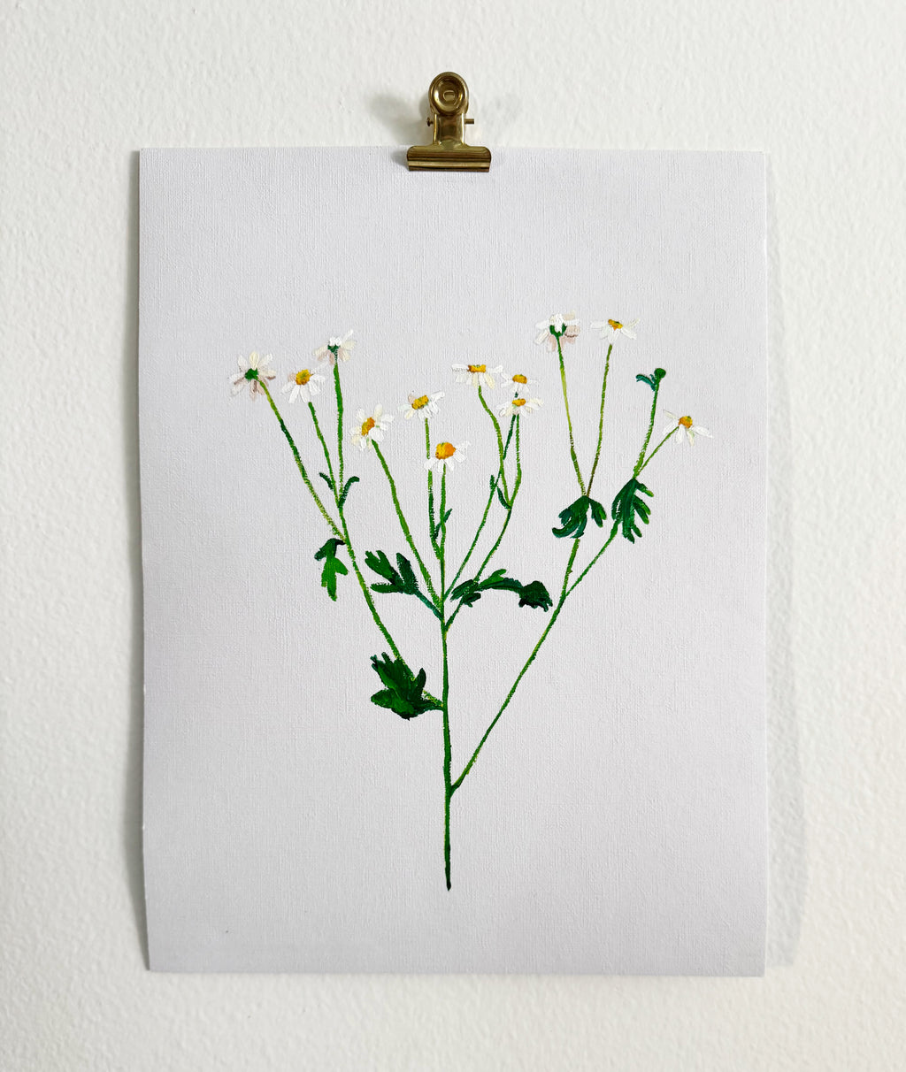 Chamomile