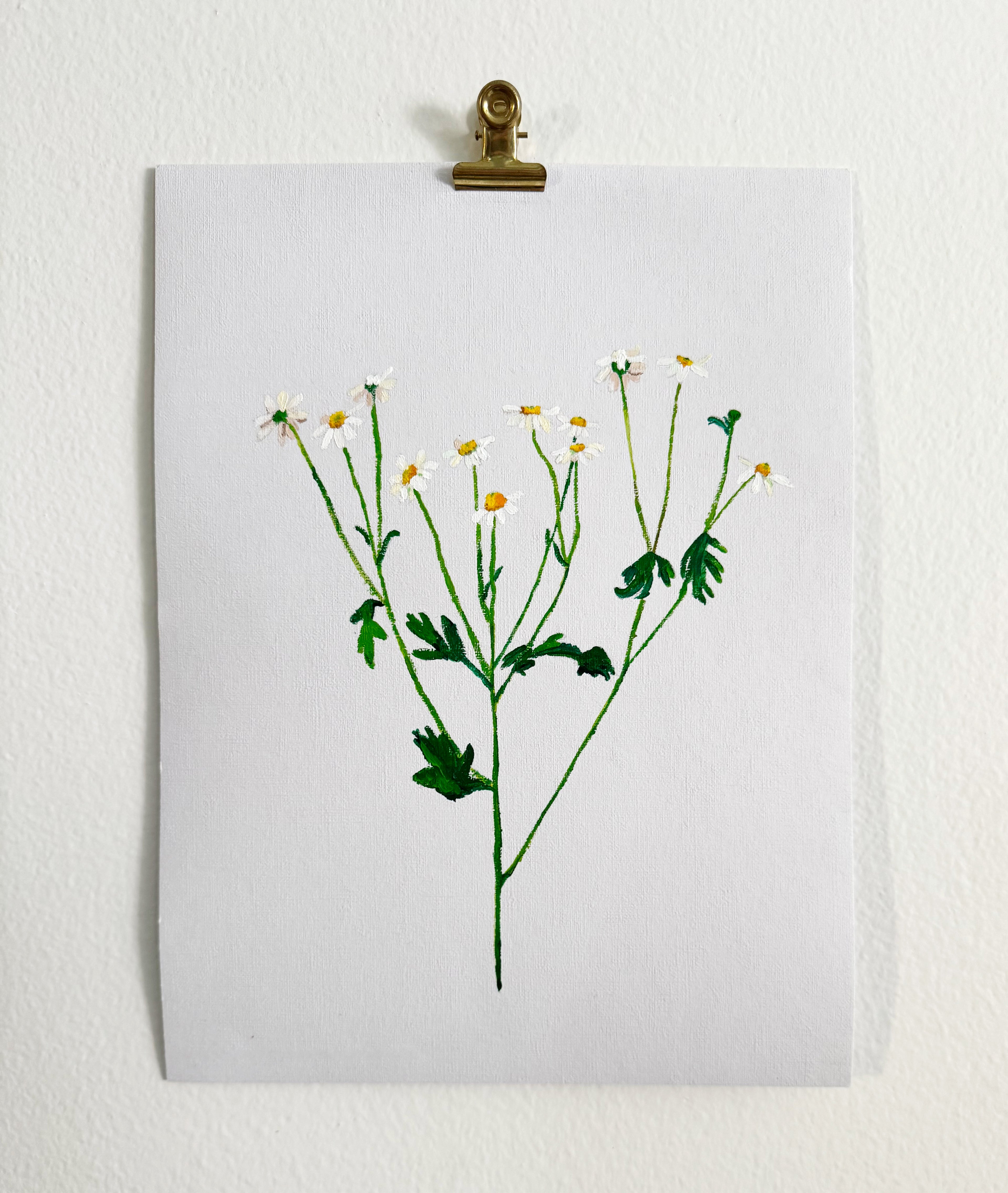 Chamomile