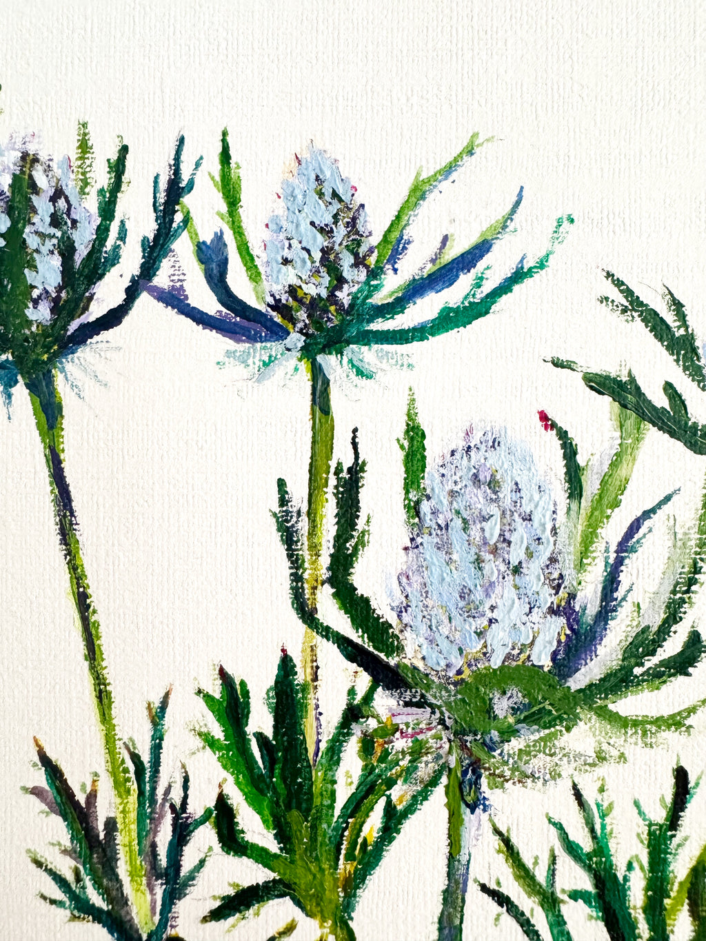 Eryngium