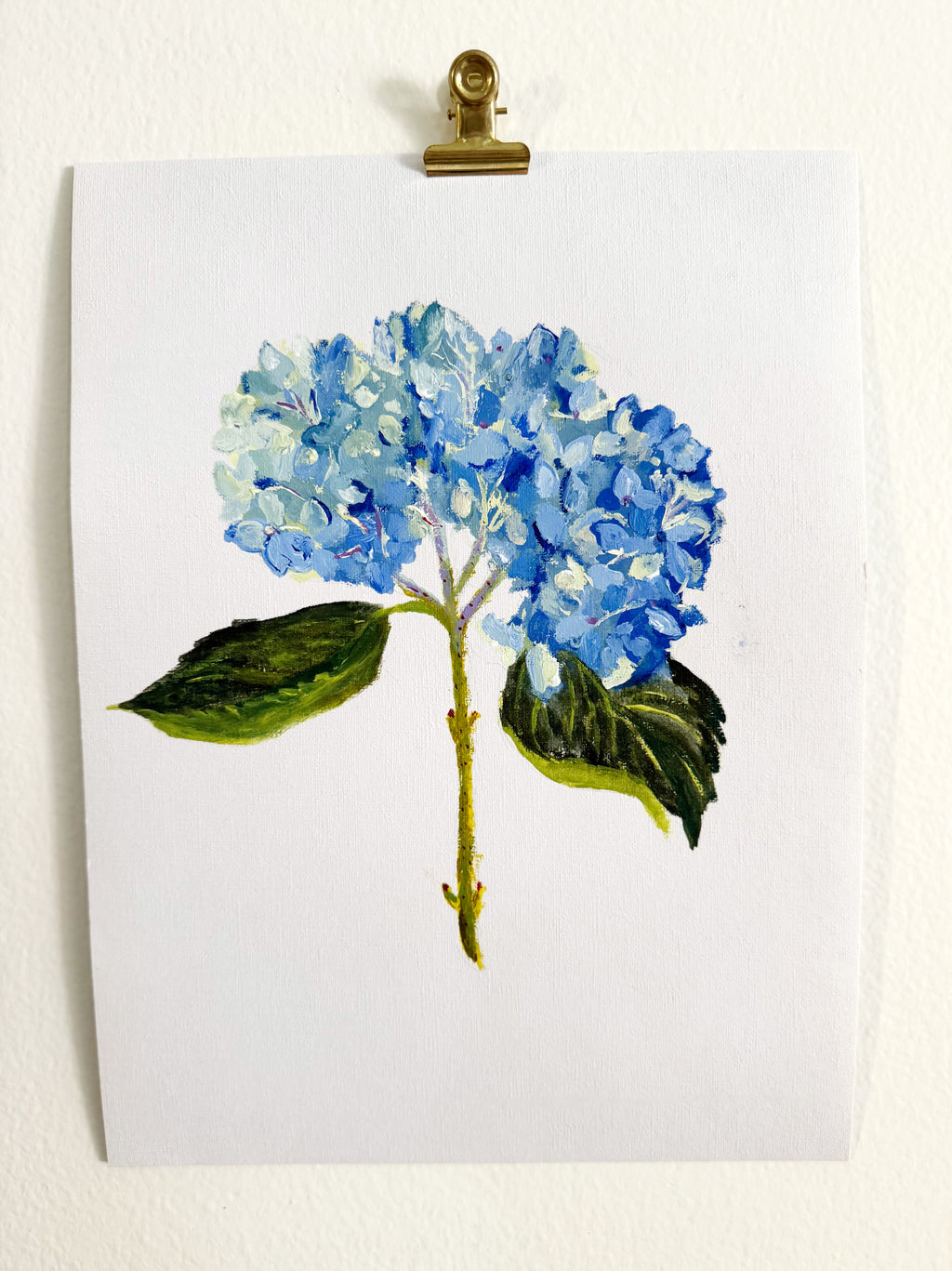Hydrangea