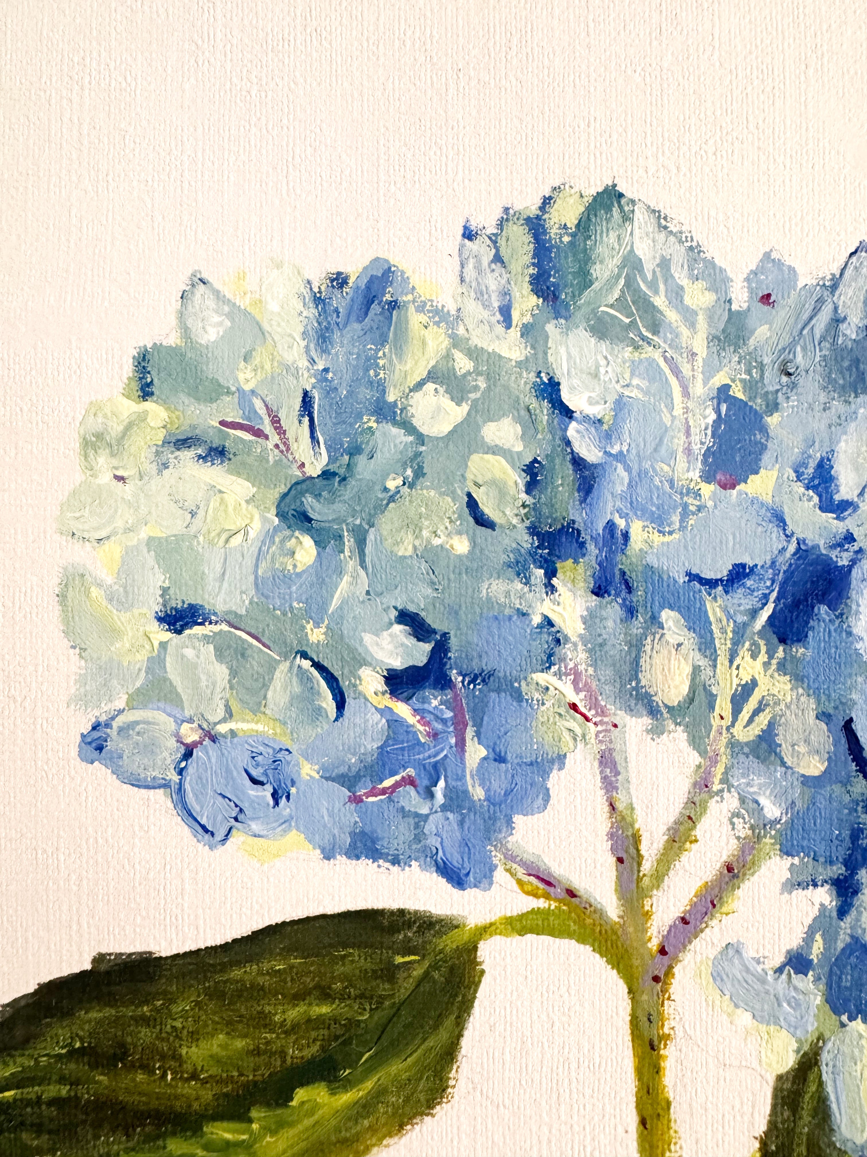 Hydrangea