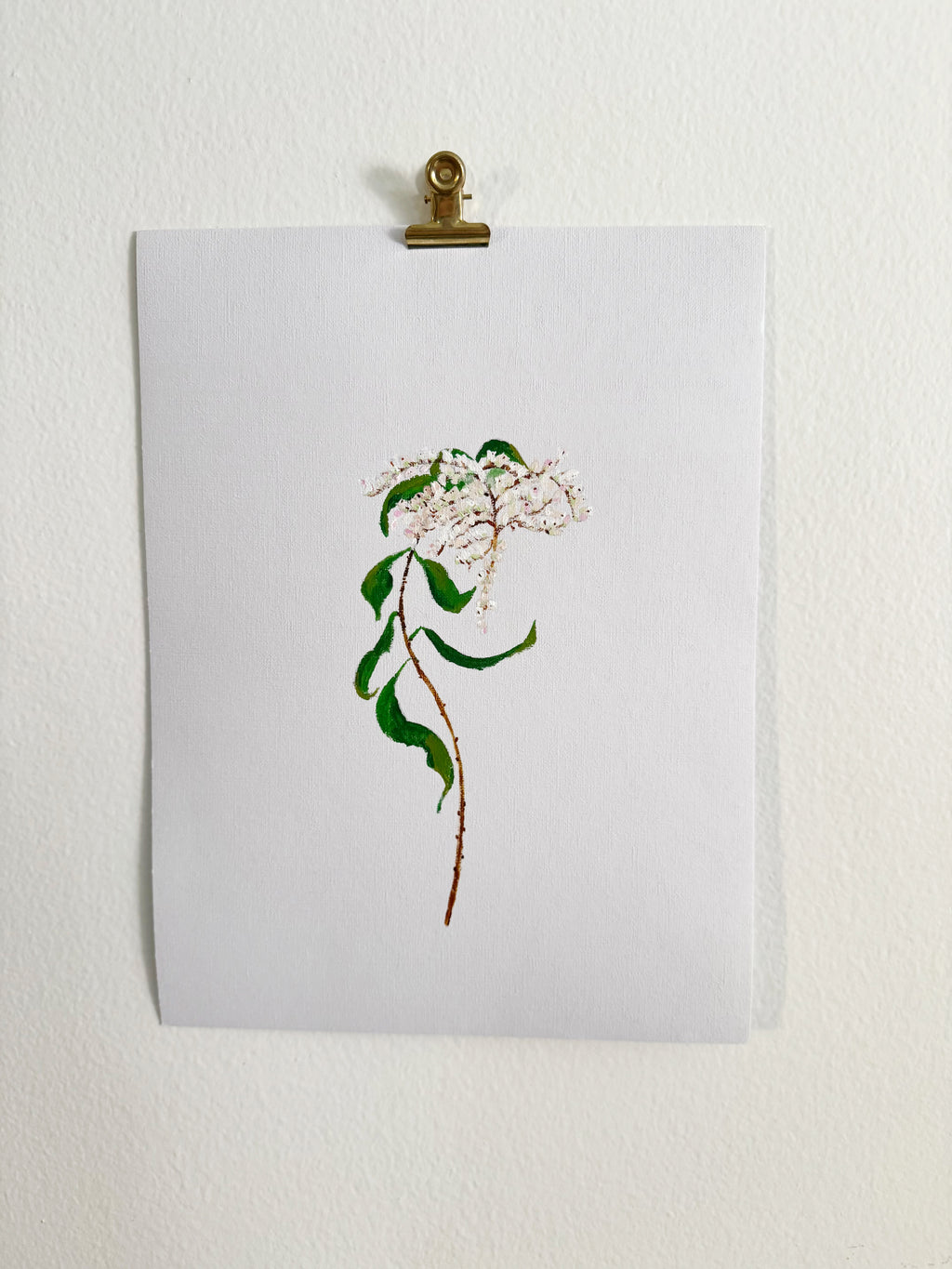 Japonica
