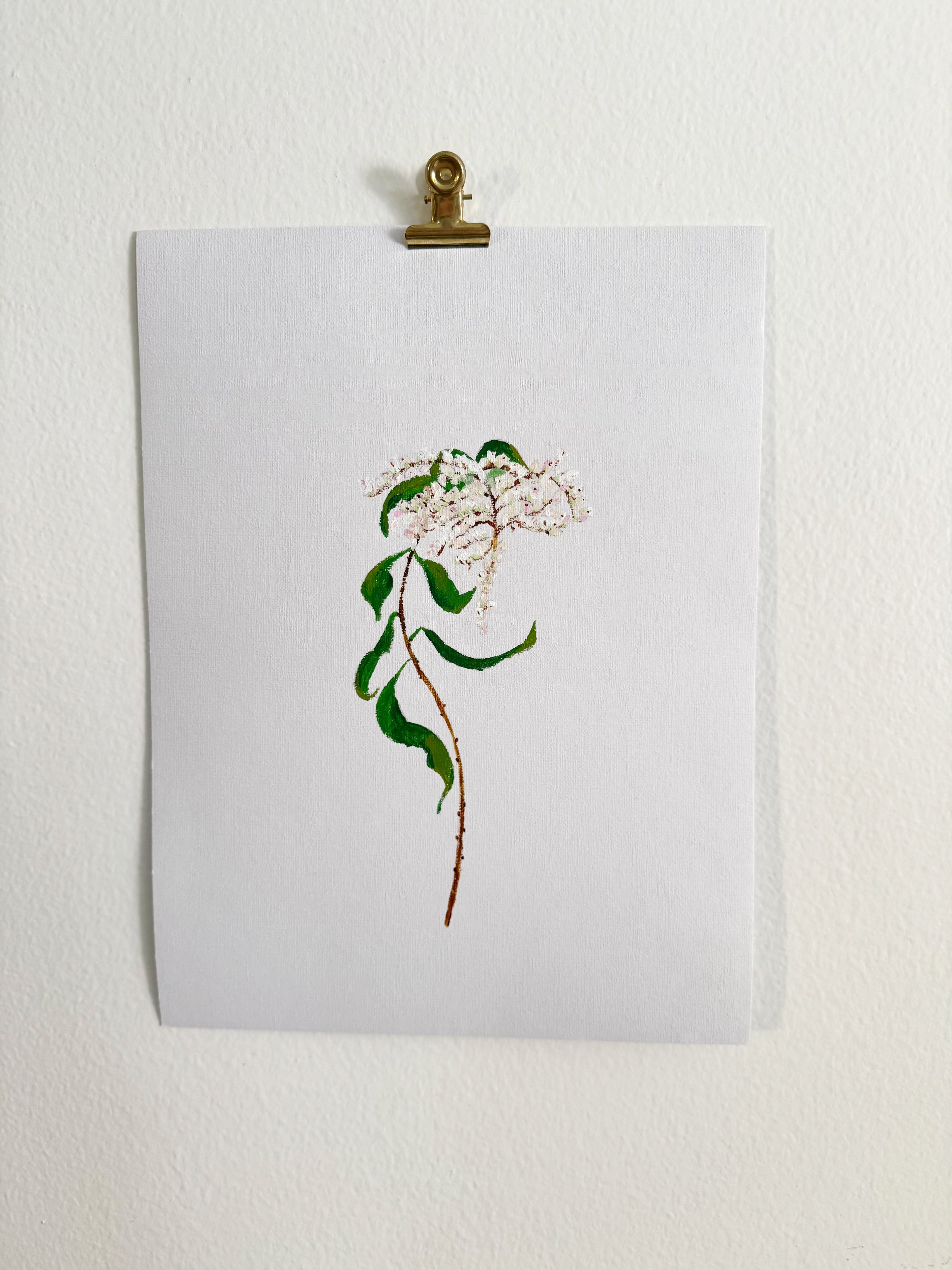 Japonica