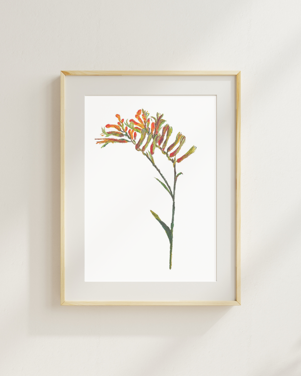 Kangaroo Paw Print