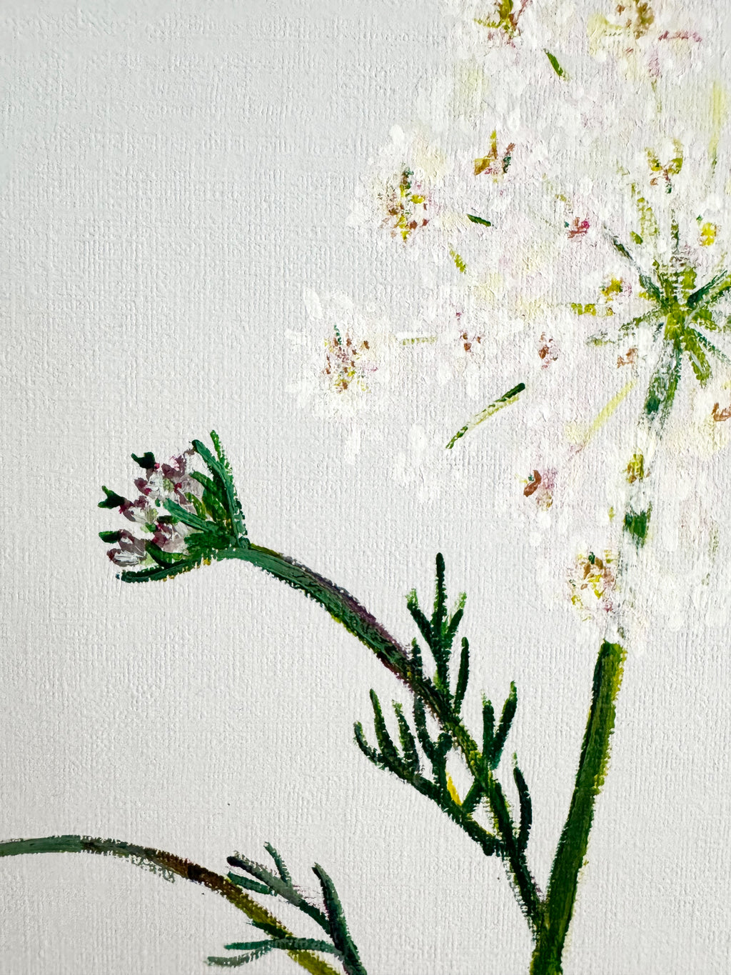Queen Anne's Lace