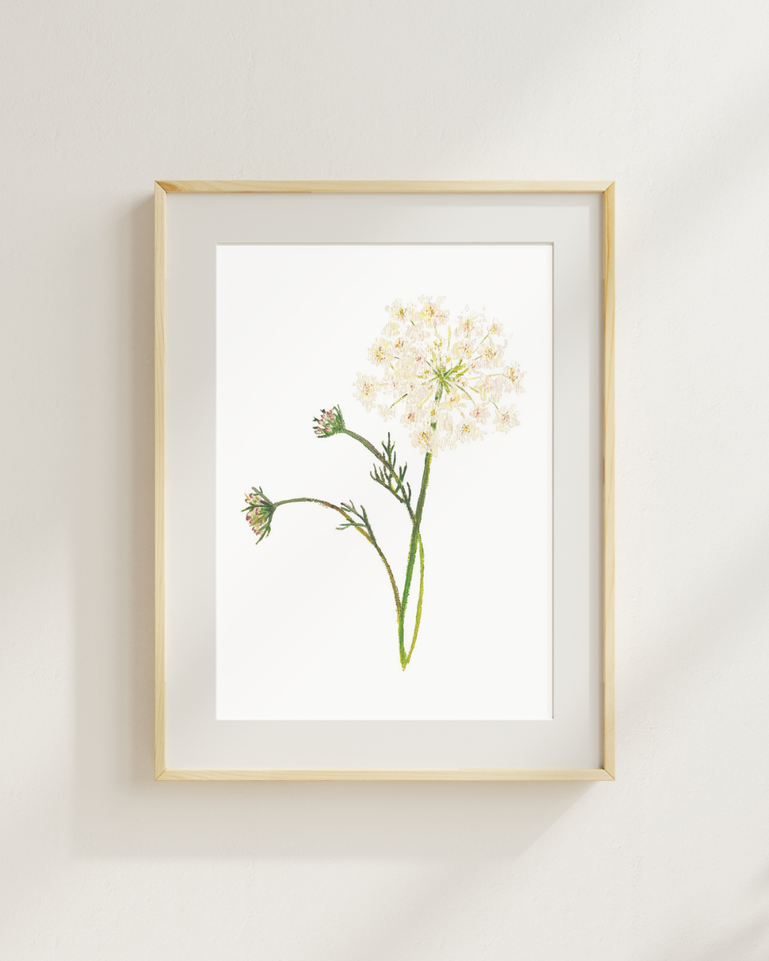 Queen Anne's Lace Print