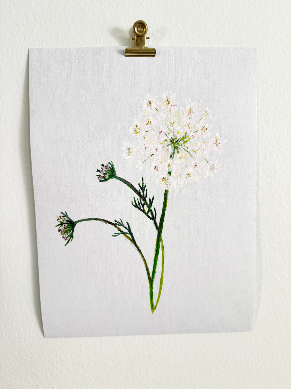 Queen Anne's Lace