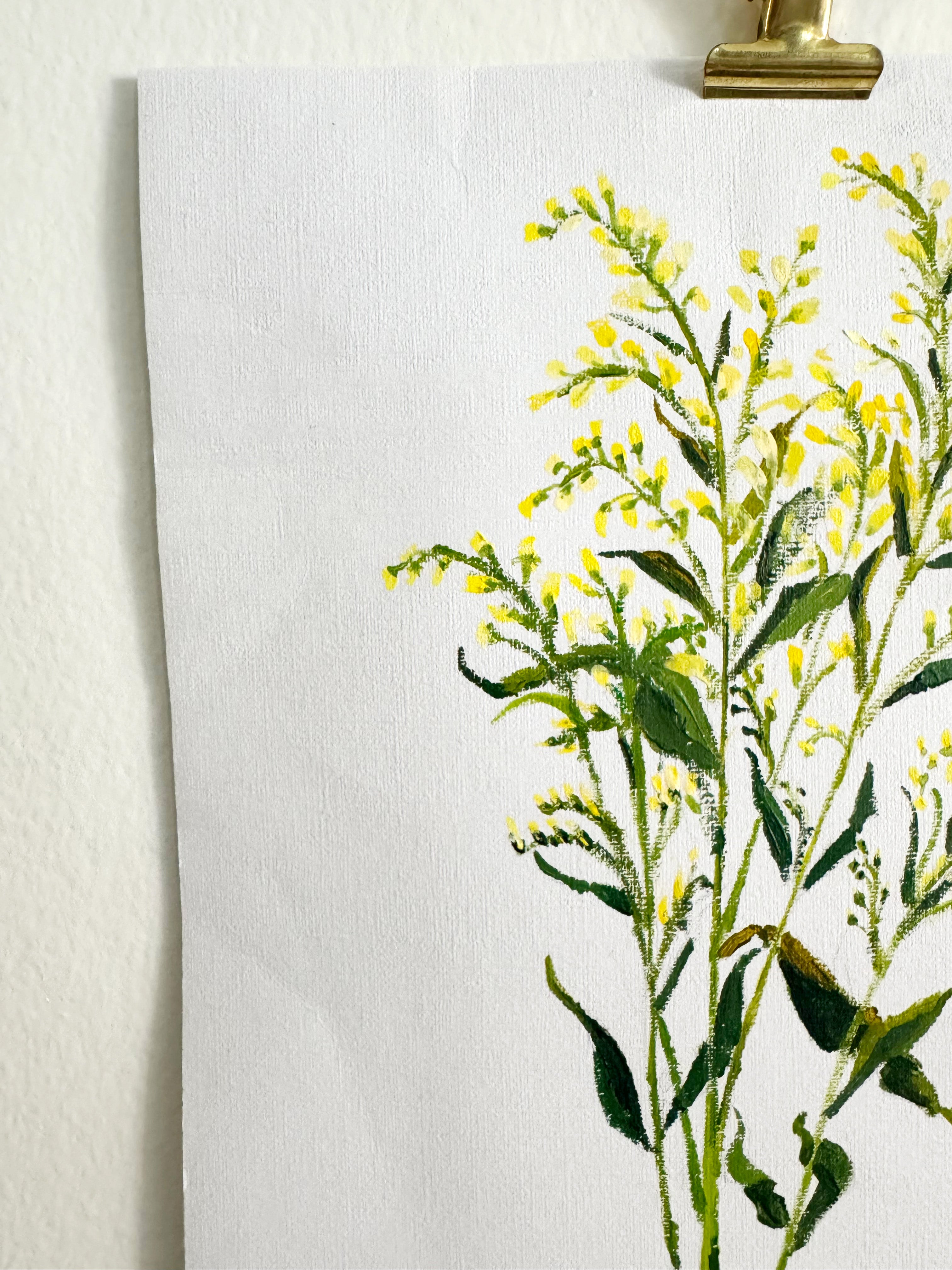 Solidago