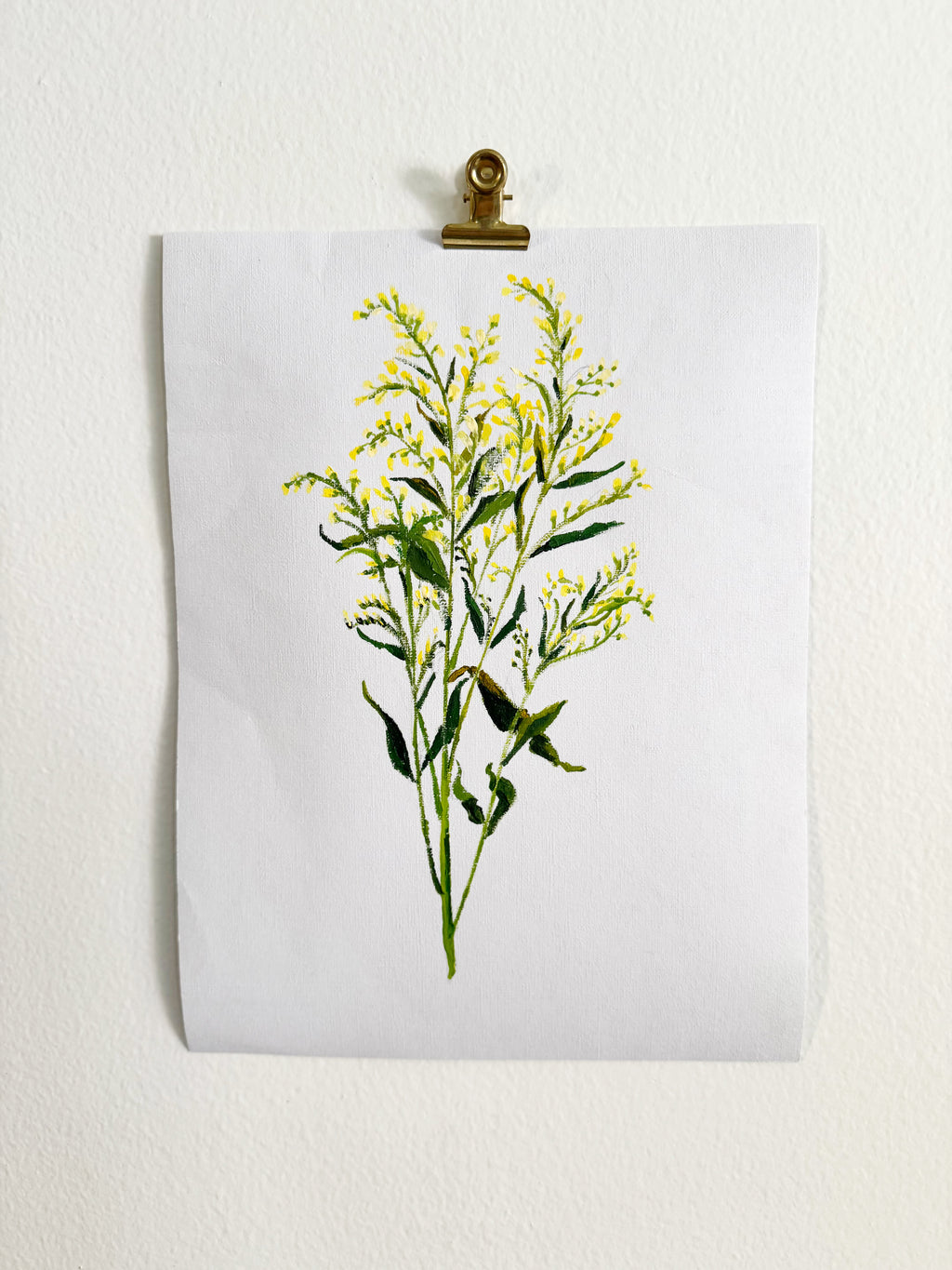 Solidago