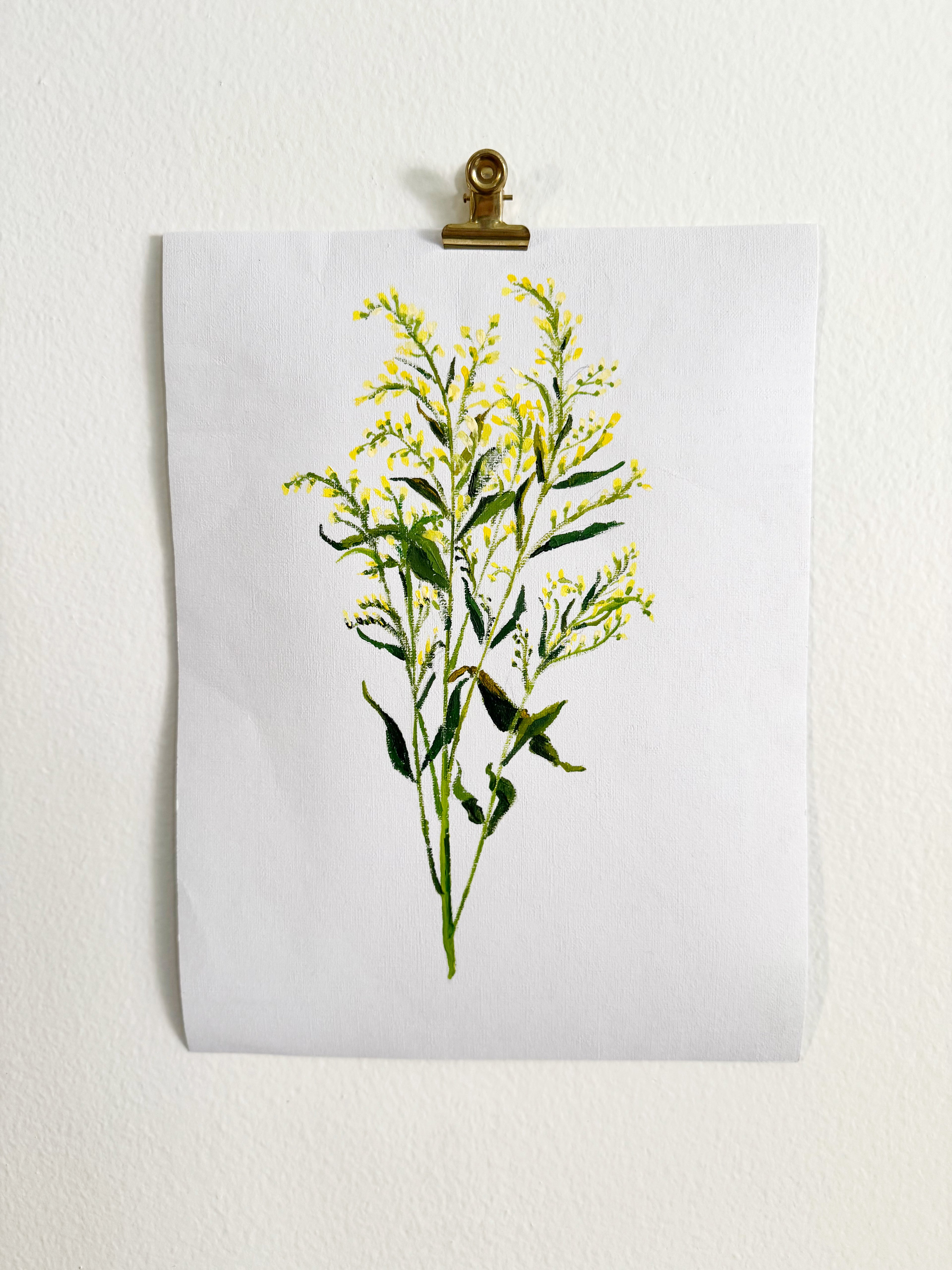 Solidago