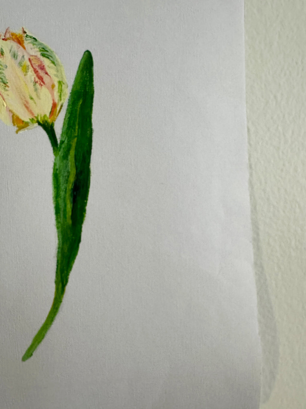 Tulip