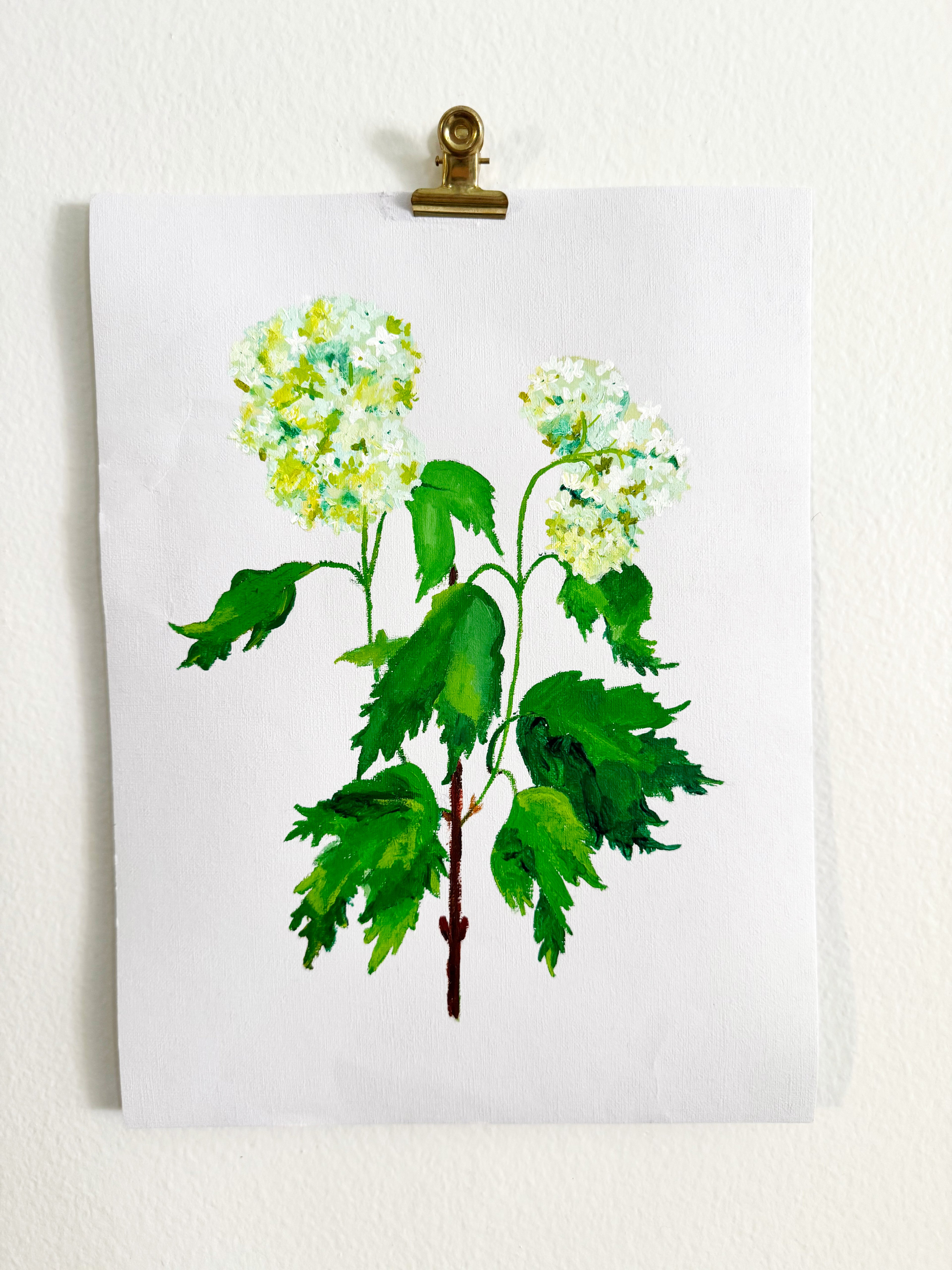 Viburnum