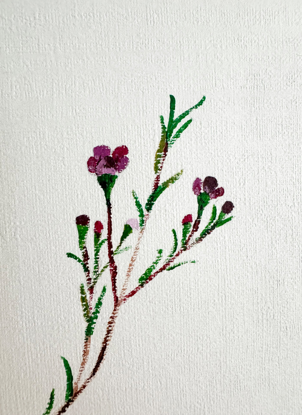 Wax Flower
