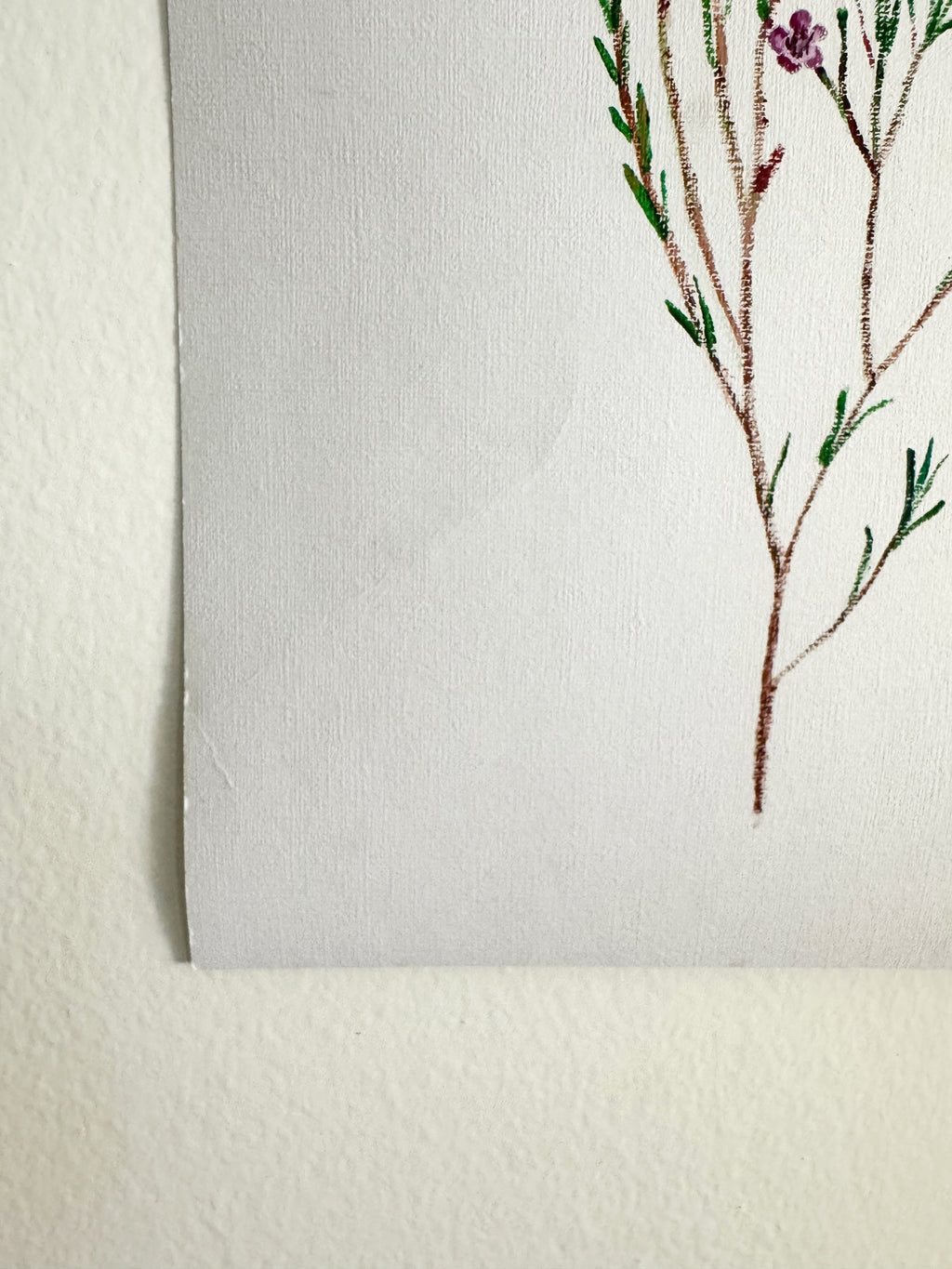 Wax Flower
