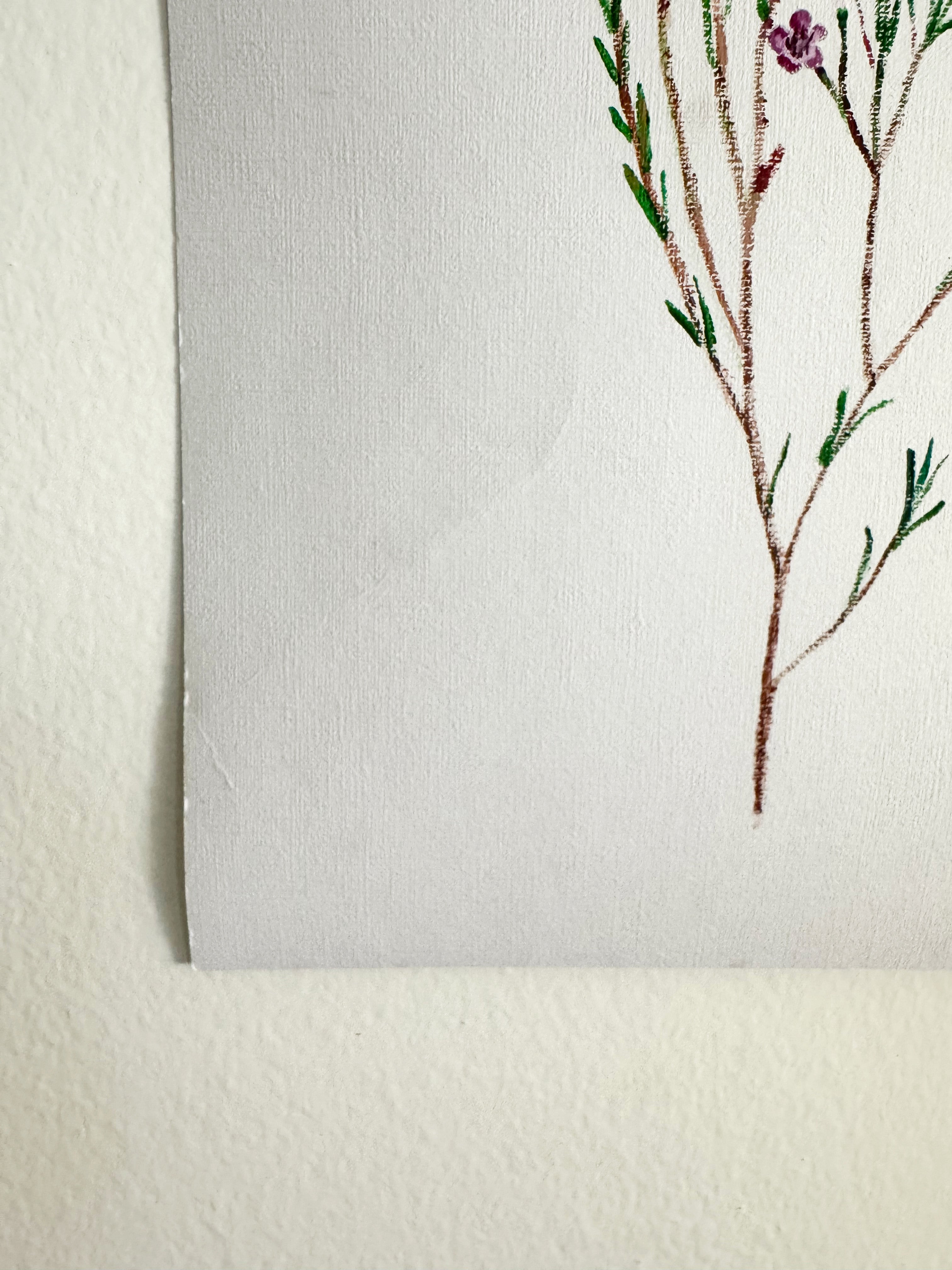 Wax Flower