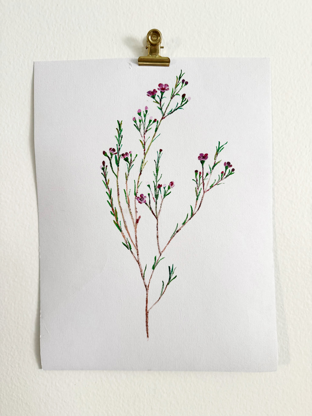 Wax Flower