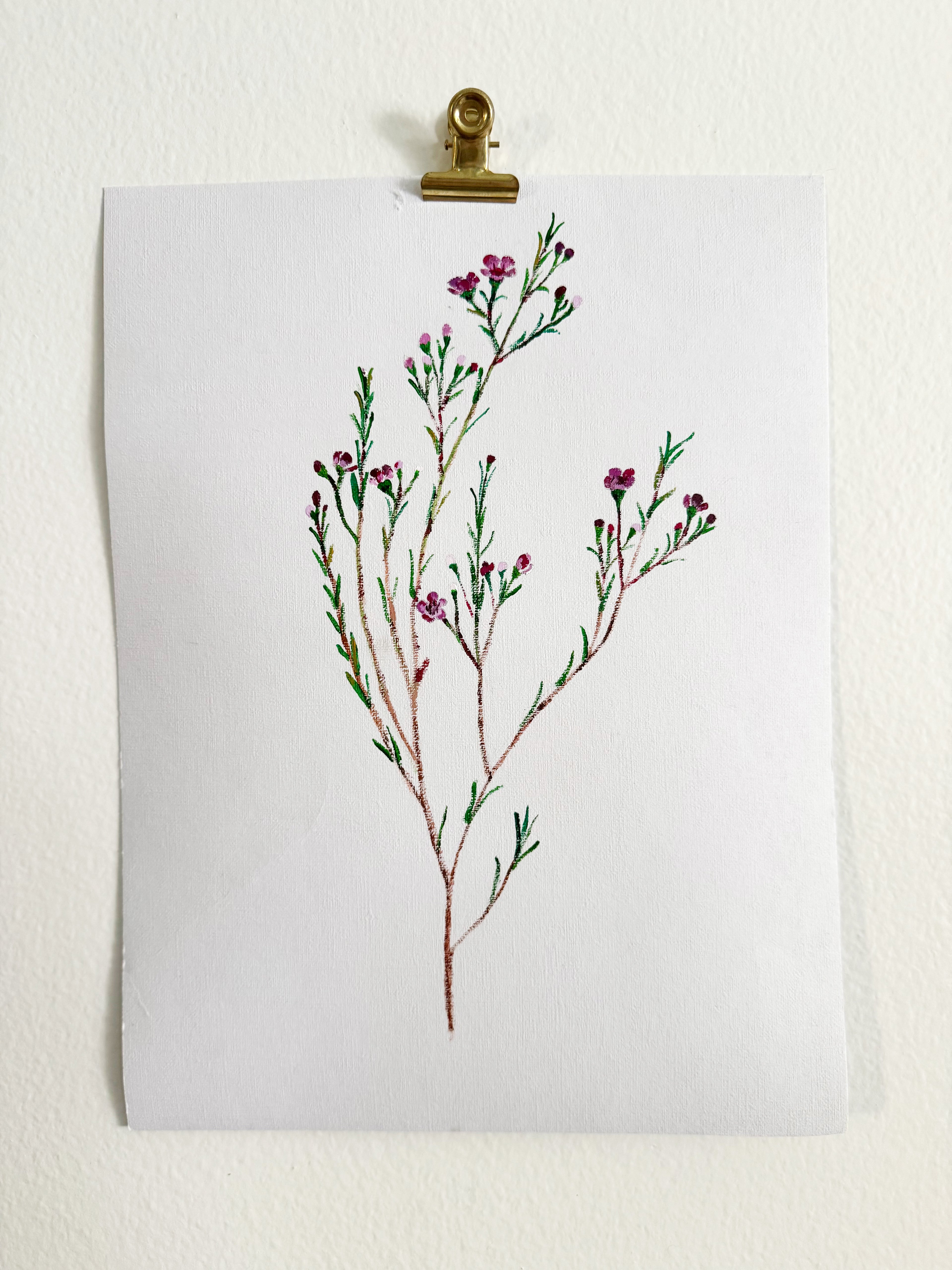 Wax Flower
