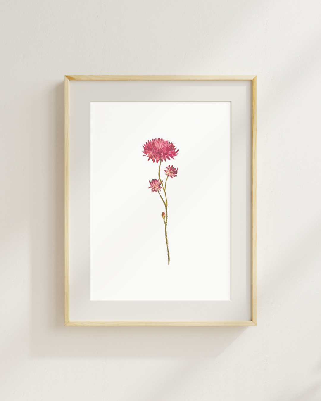 Xerochrysum Bracteatum Print