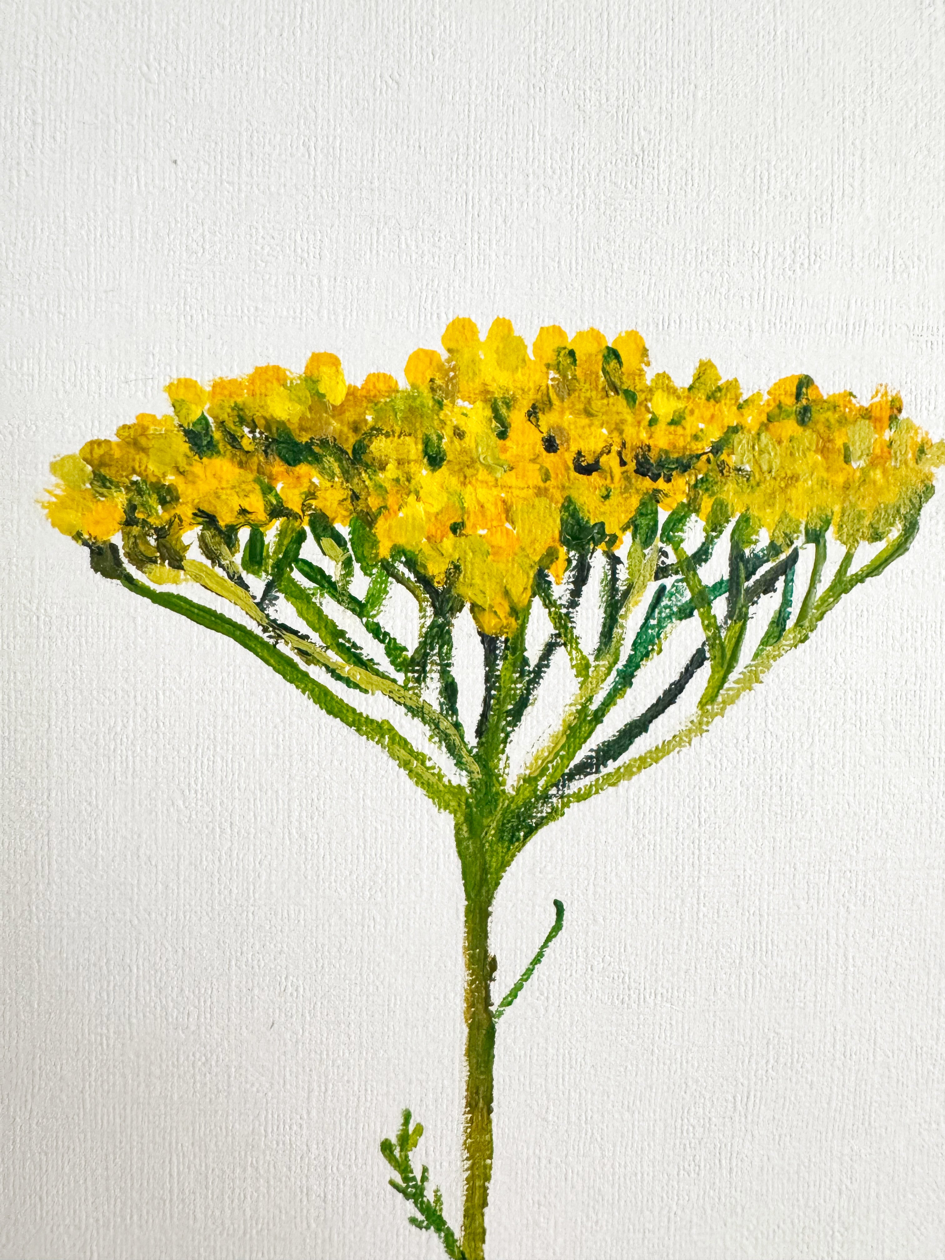 Yarrow