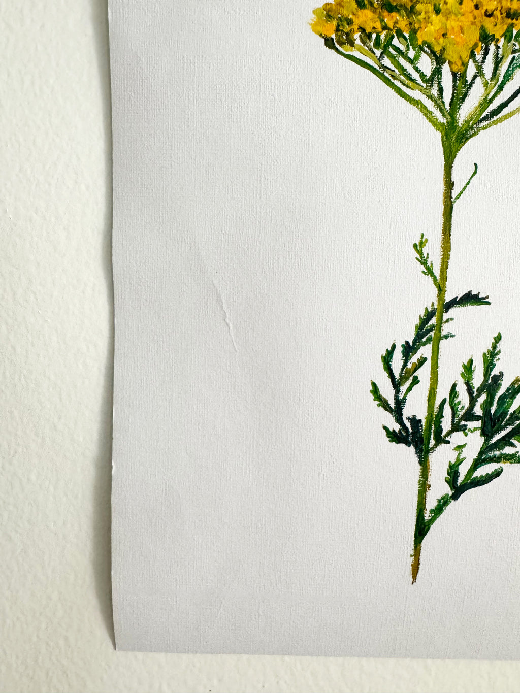 Yarrow