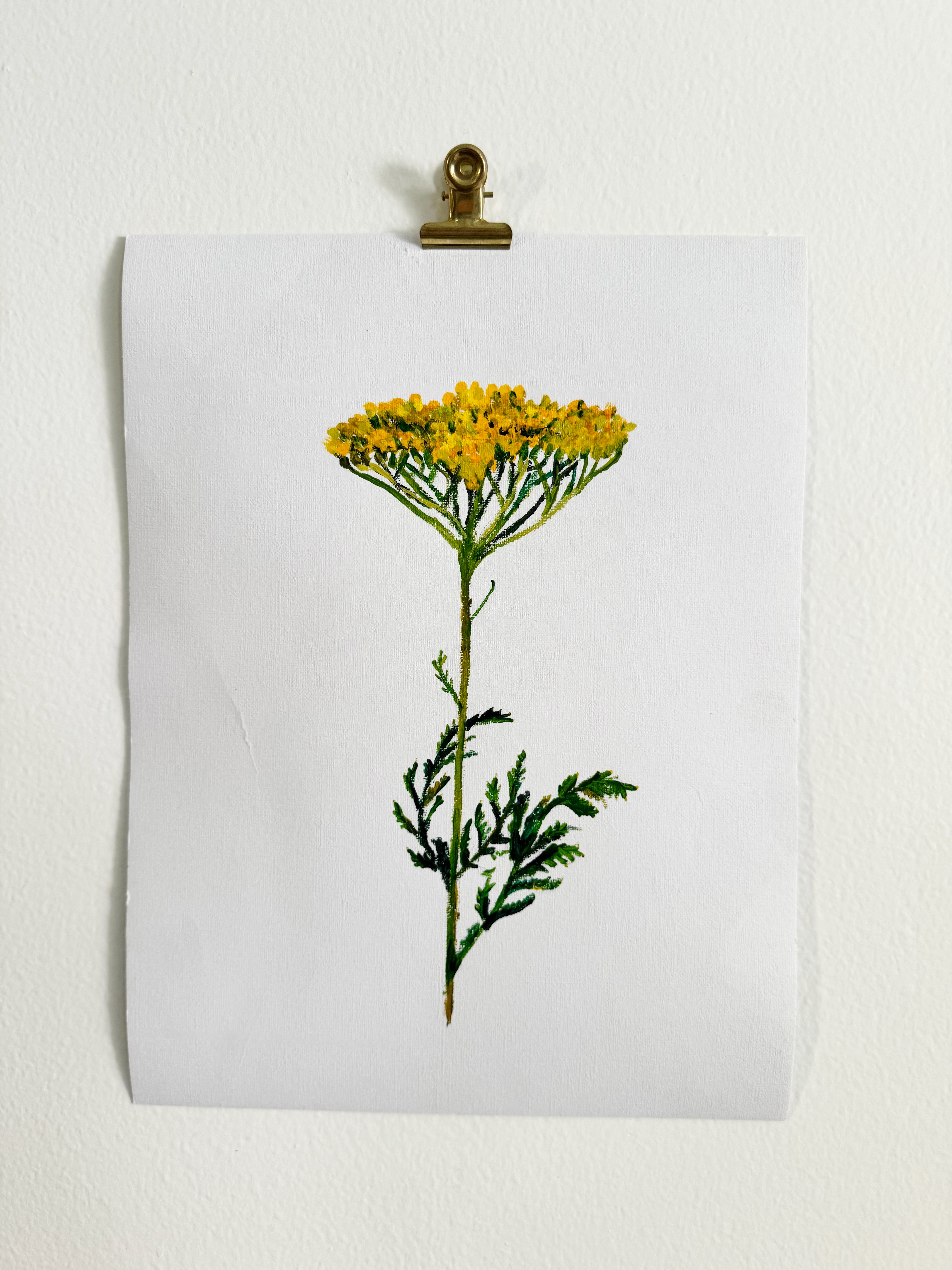 Yarrow