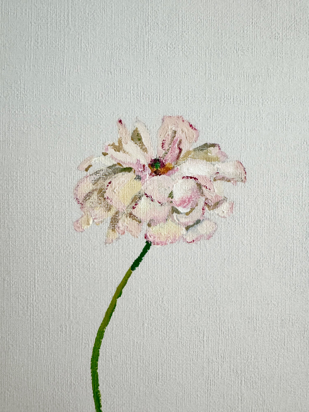 Butterfly Ranunculus