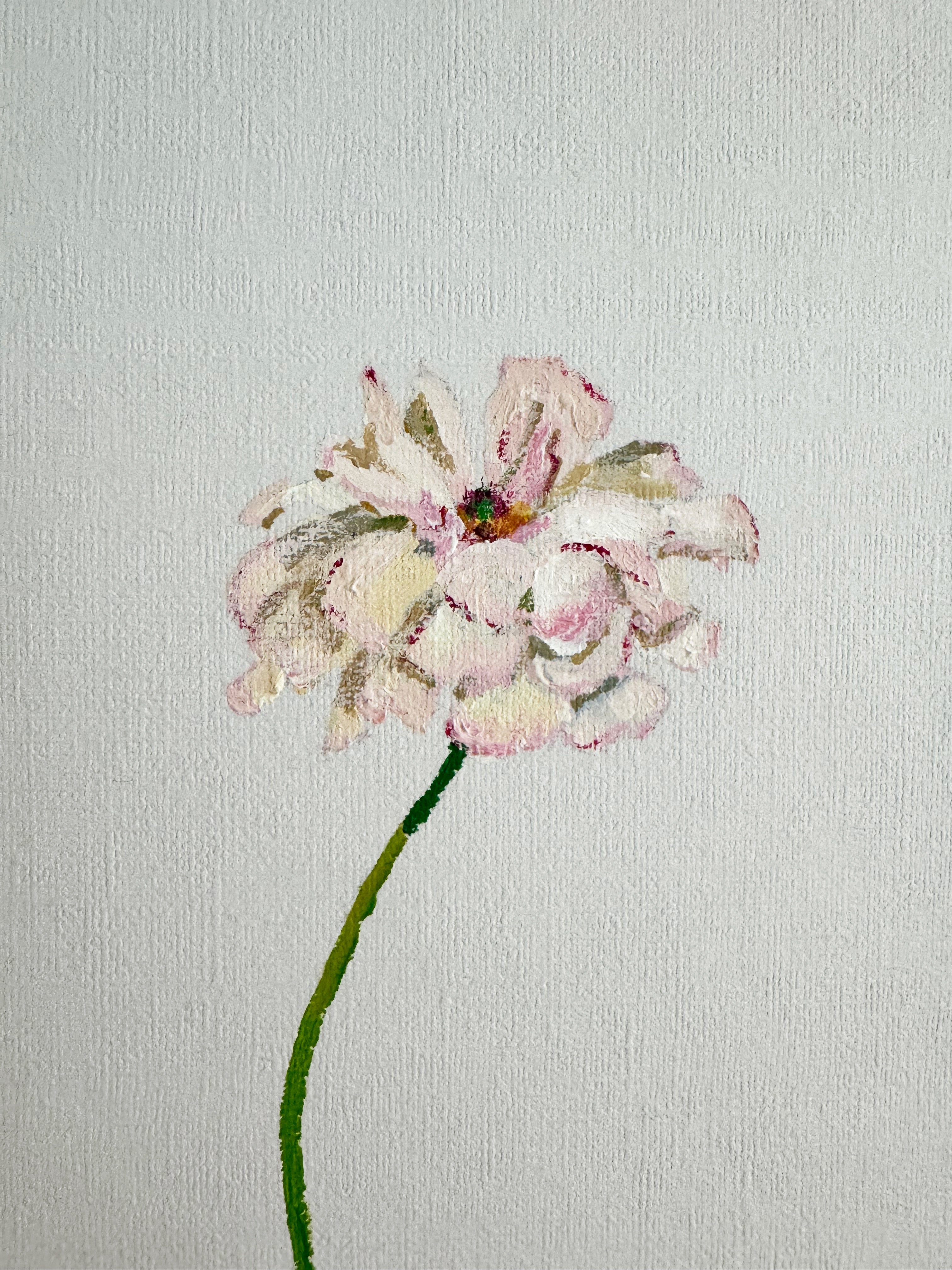 Butterfly Ranunculus
