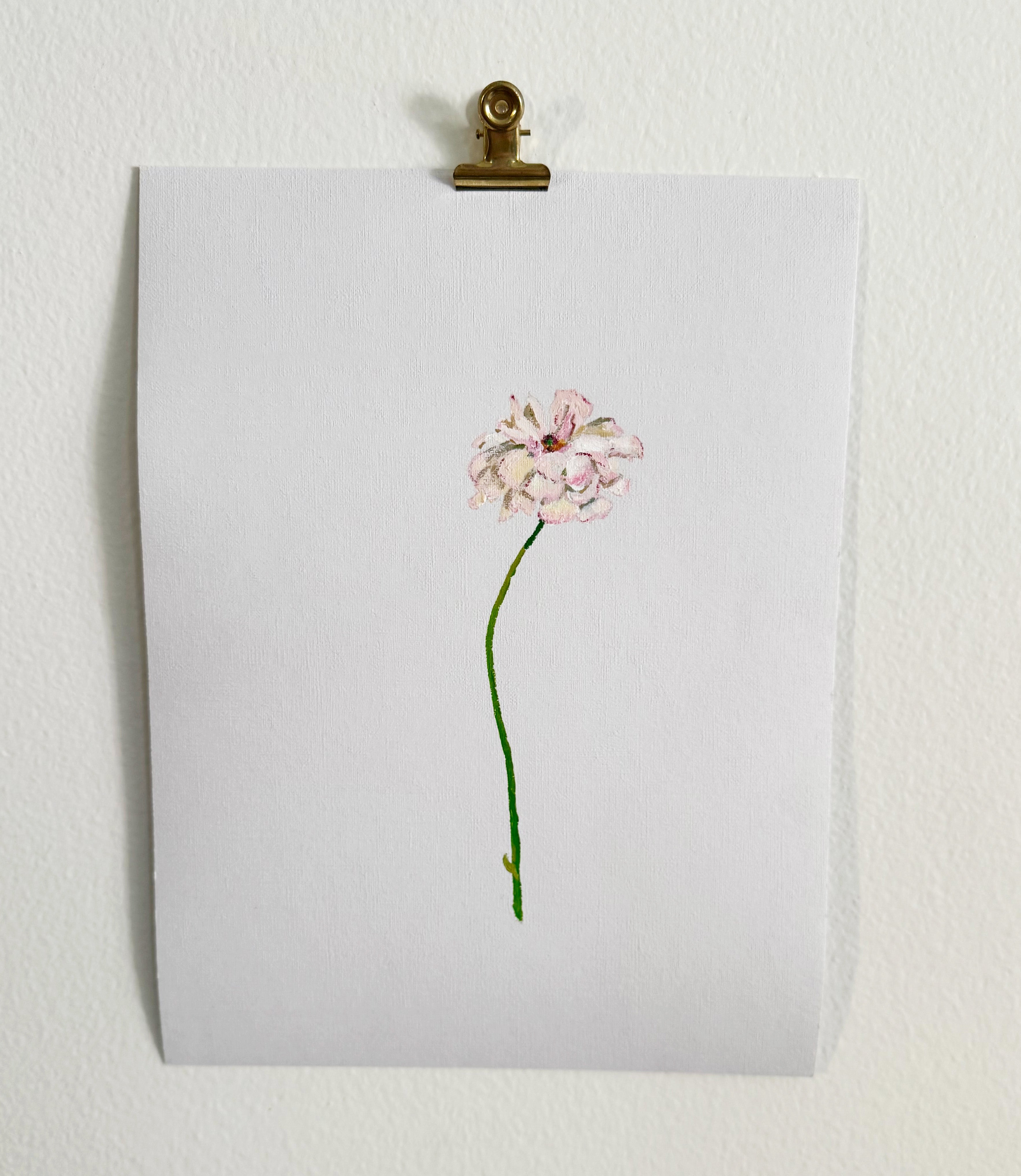 Butterfly Ranunculus