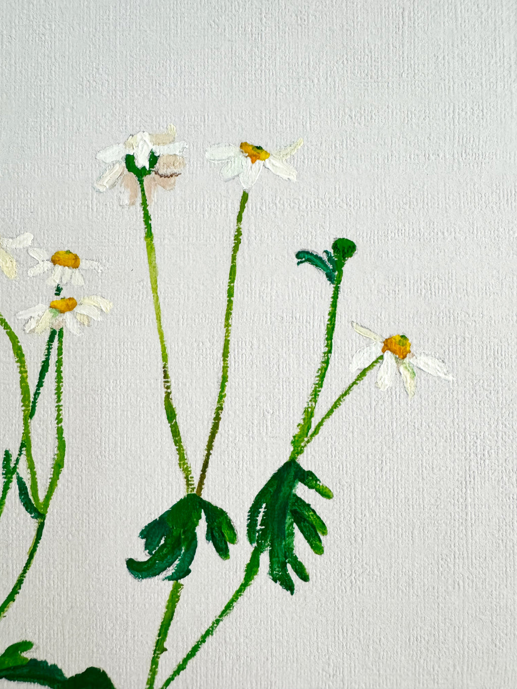 Chamomile