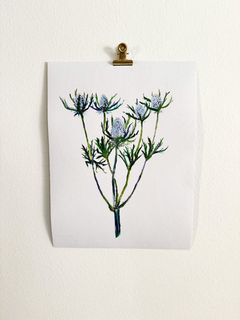 Eryngium