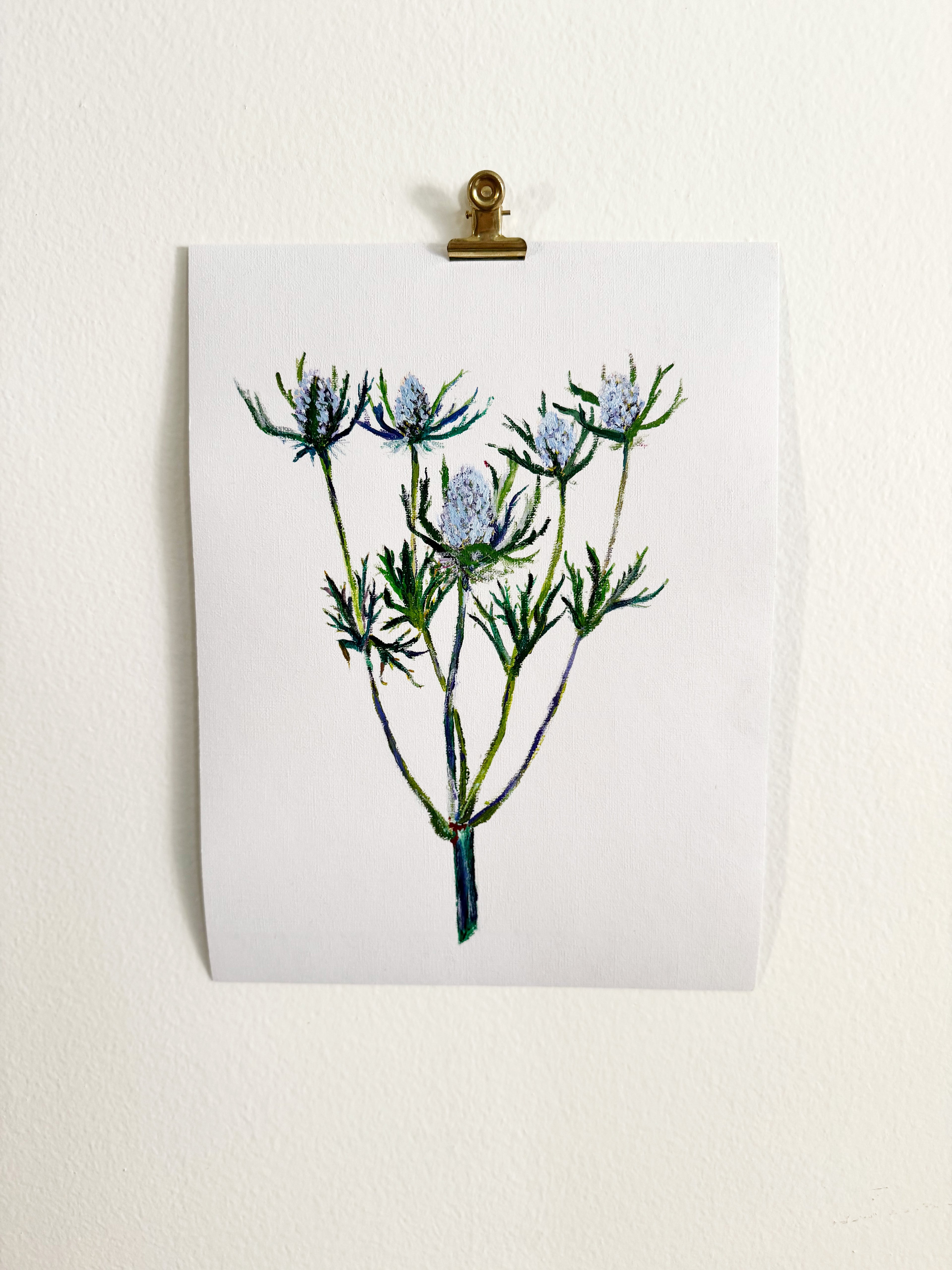 Eryngium