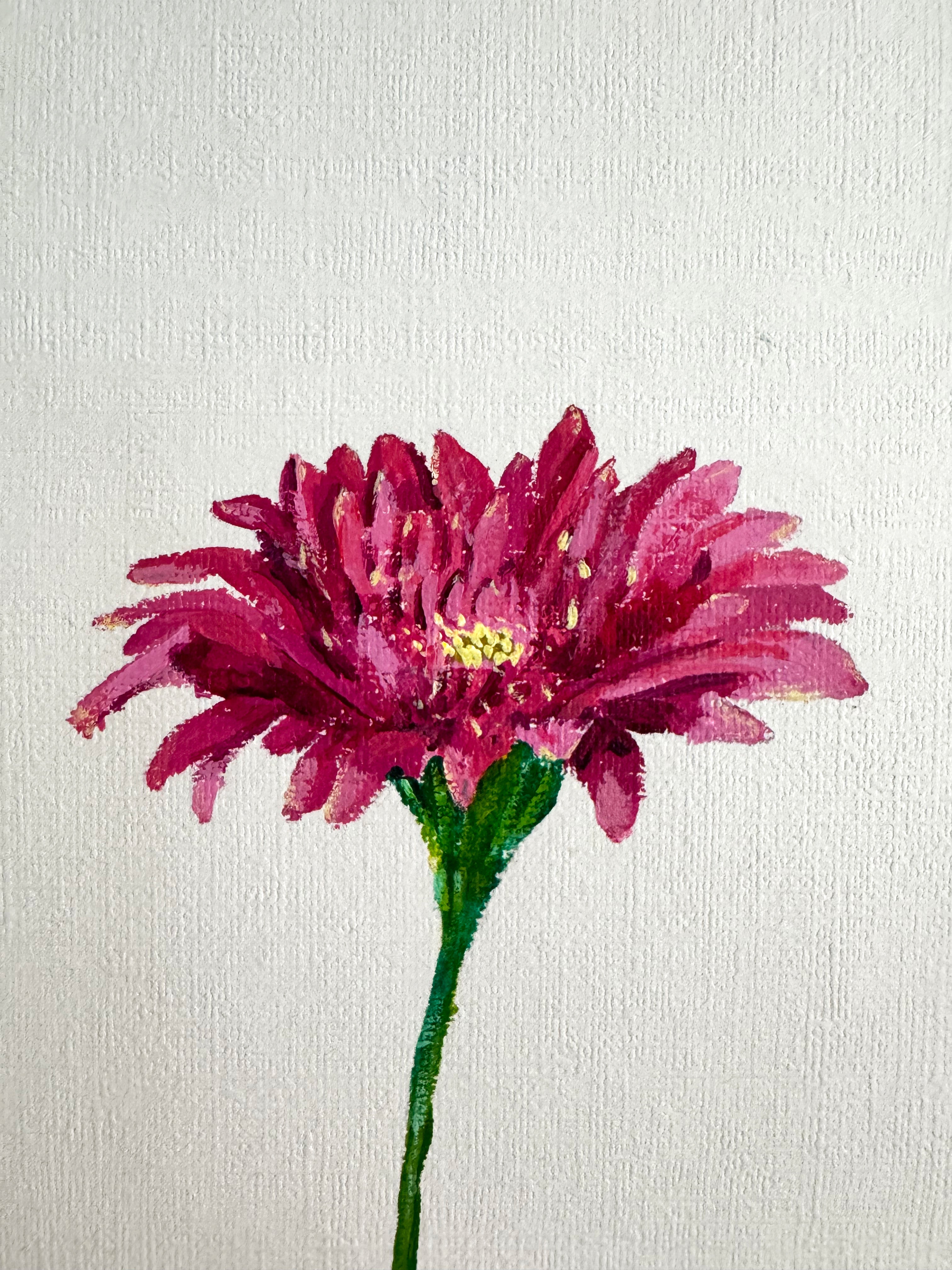 Gerbera Daisy