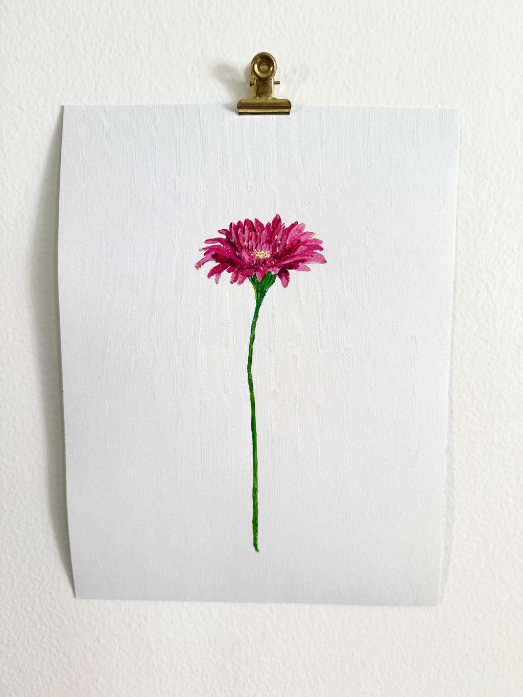 Gerbera Daisy
