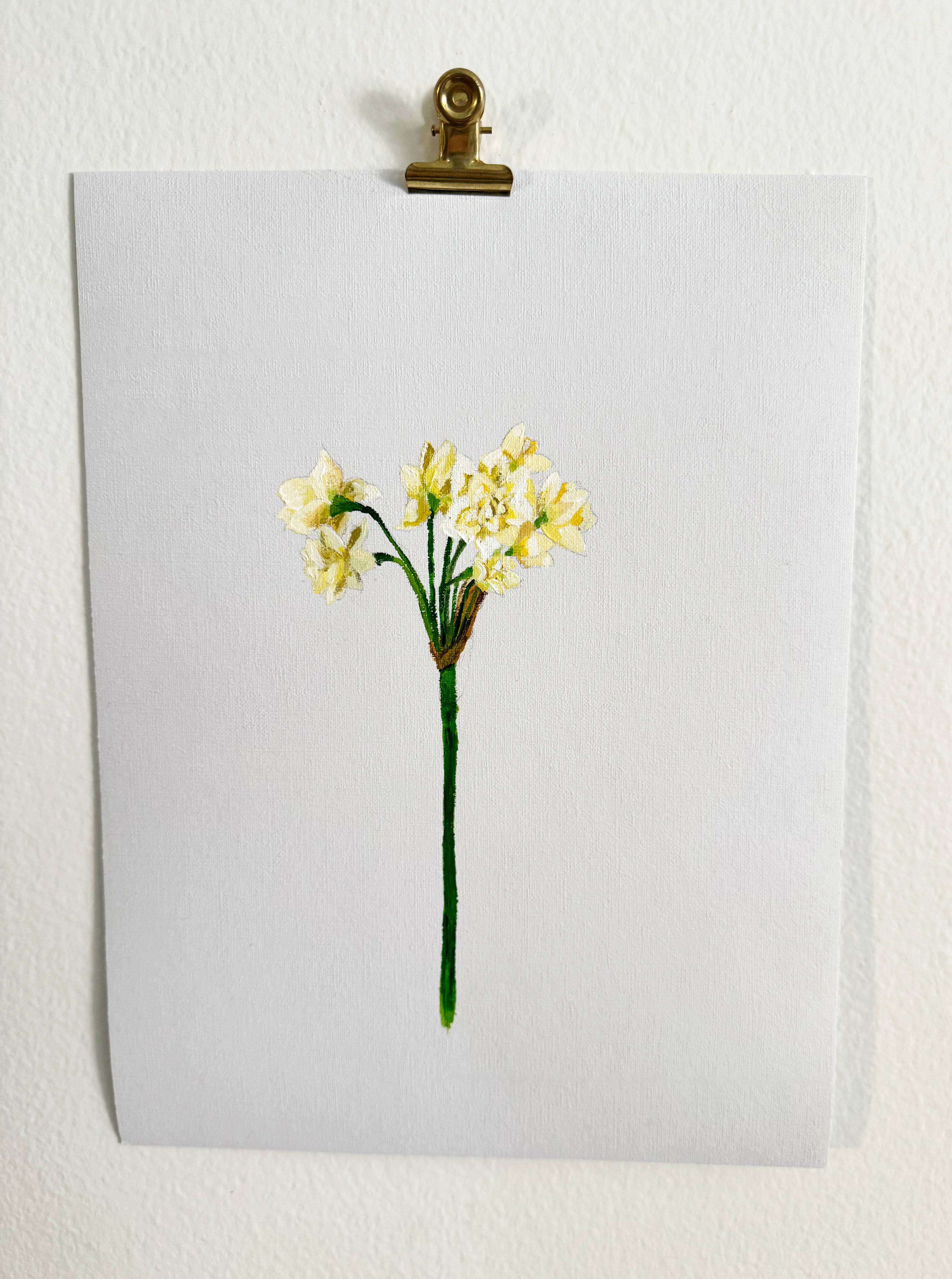 Narcissus