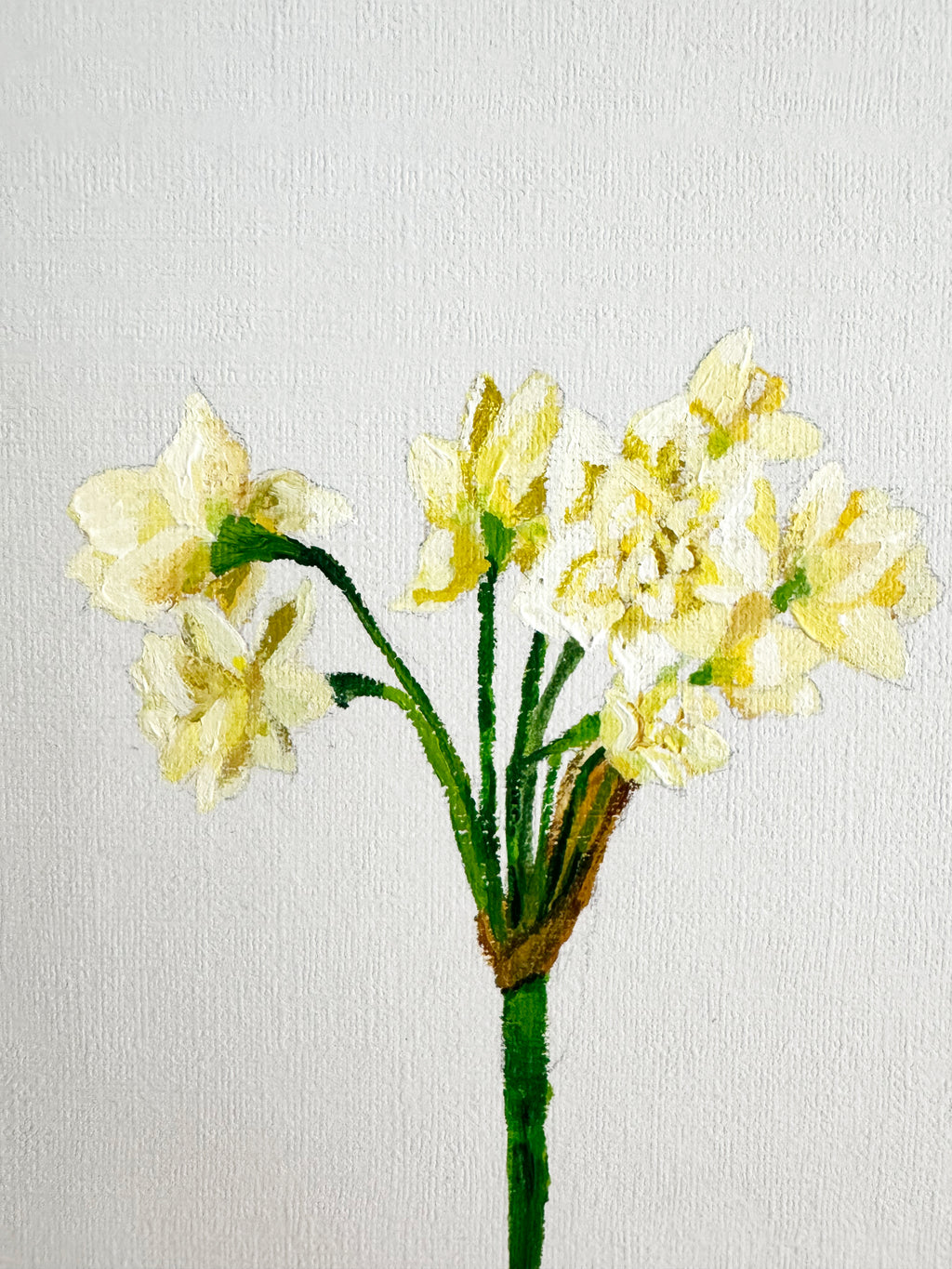 Narcissus
