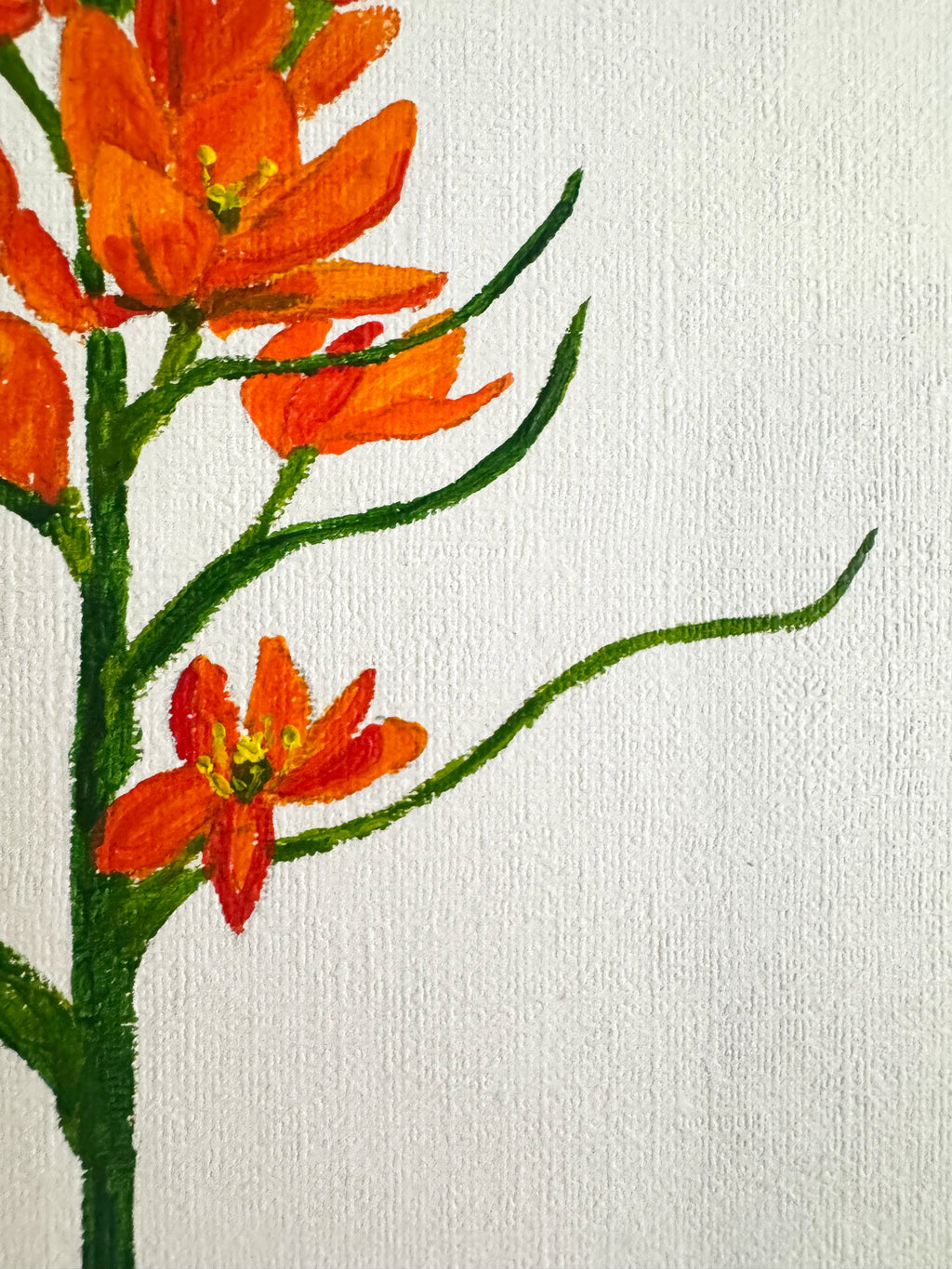Ornithogalum