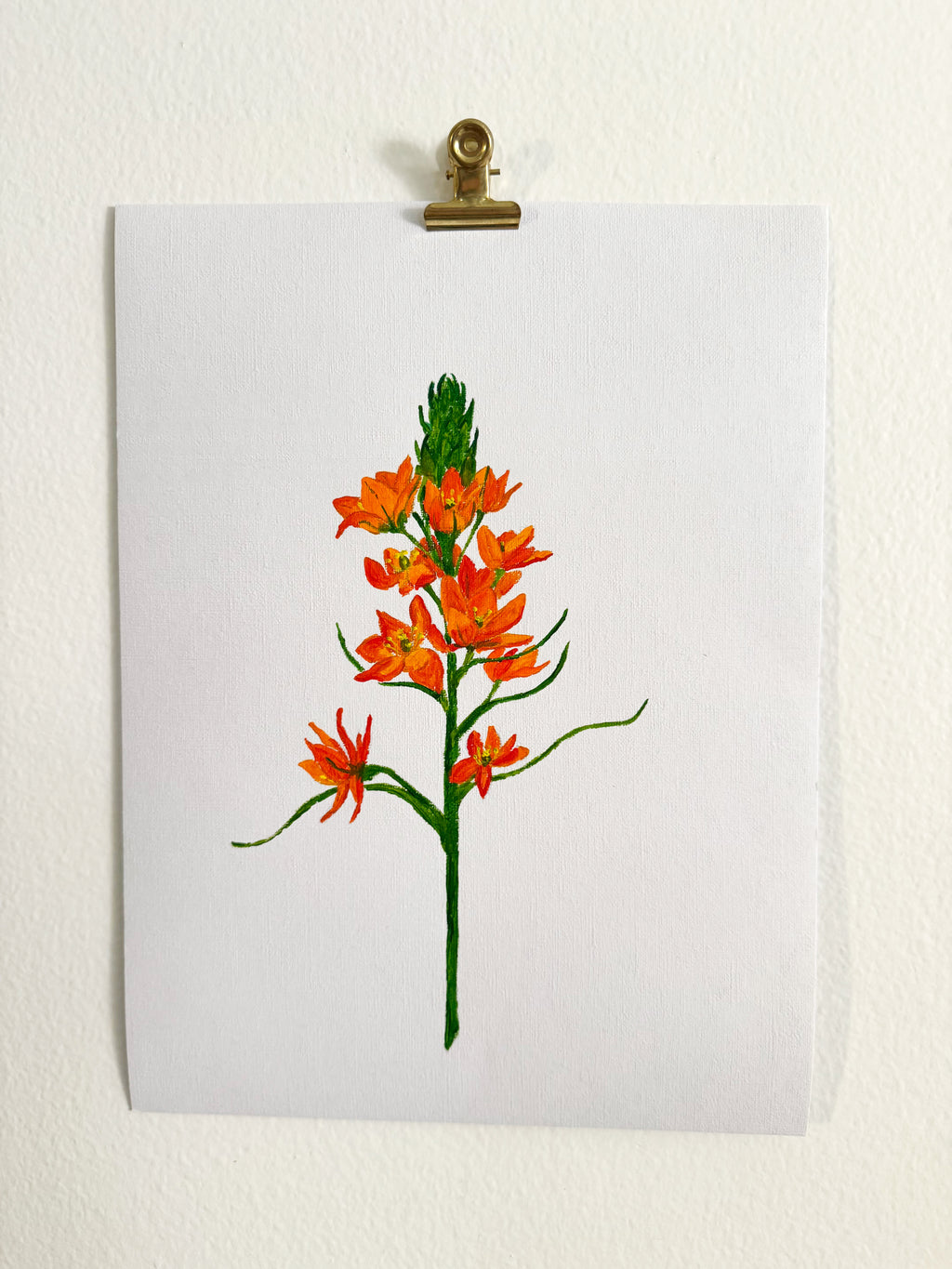 Ornithogalum