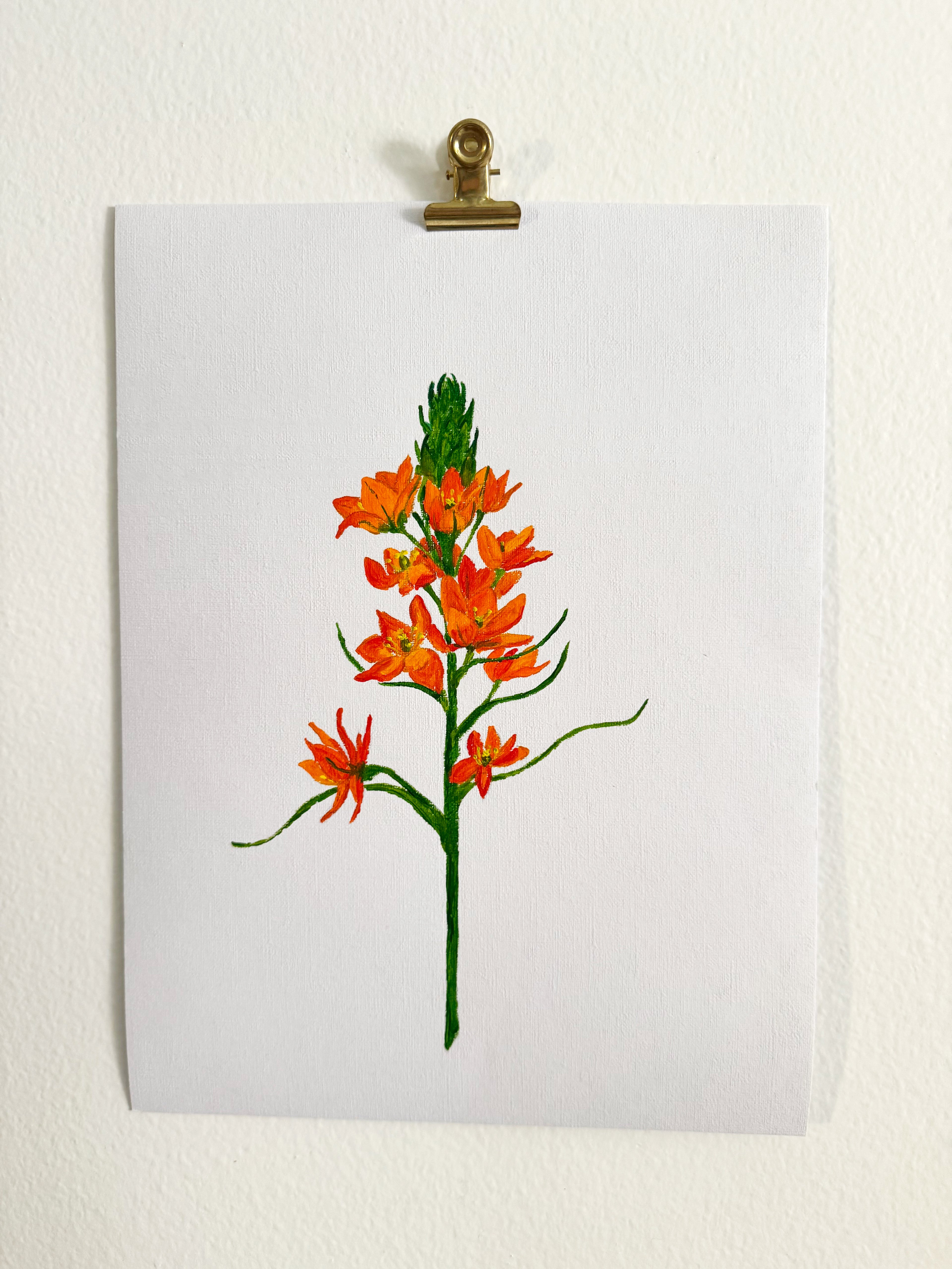 Ornithogalum
