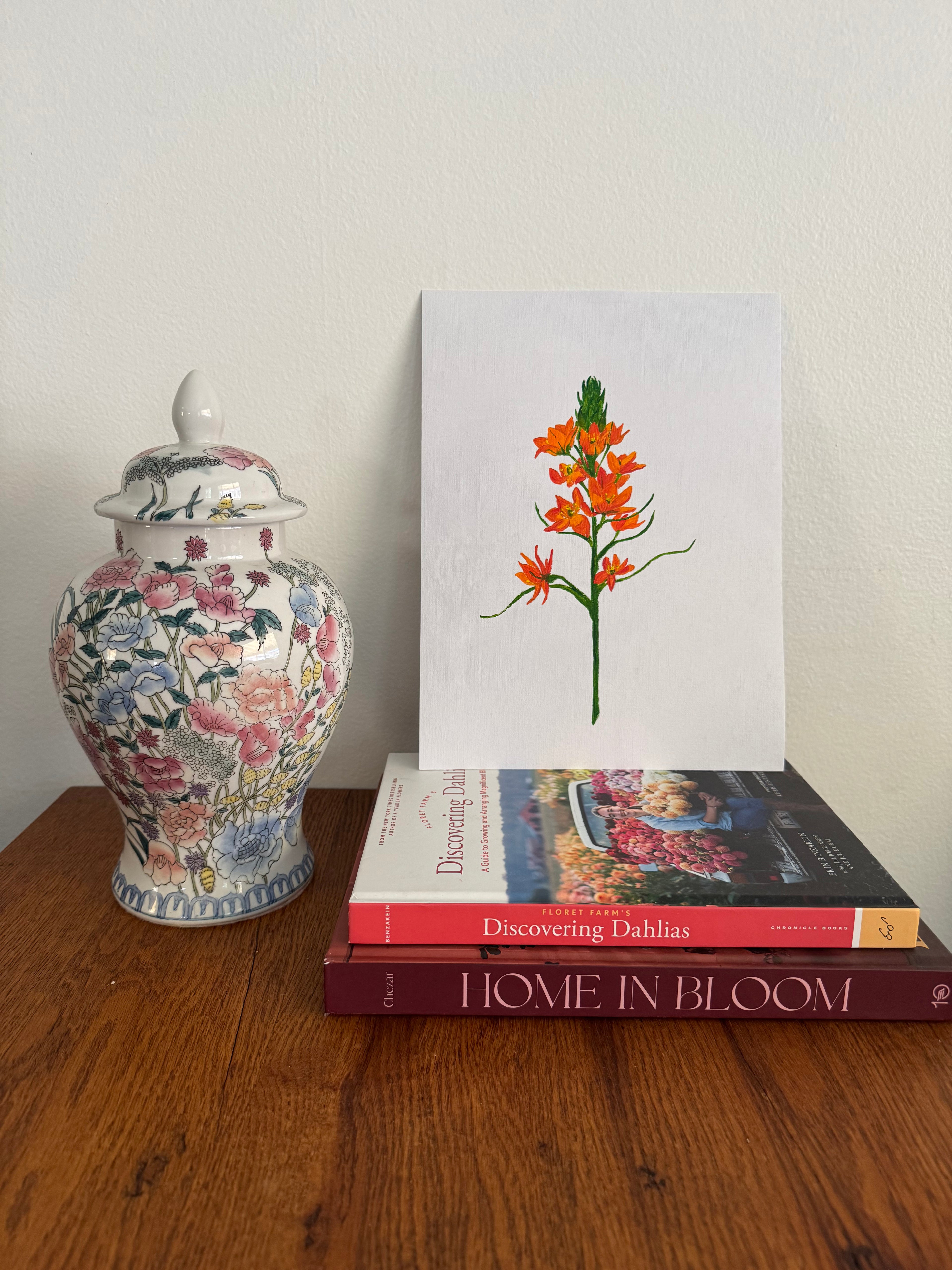 Ornithogalum